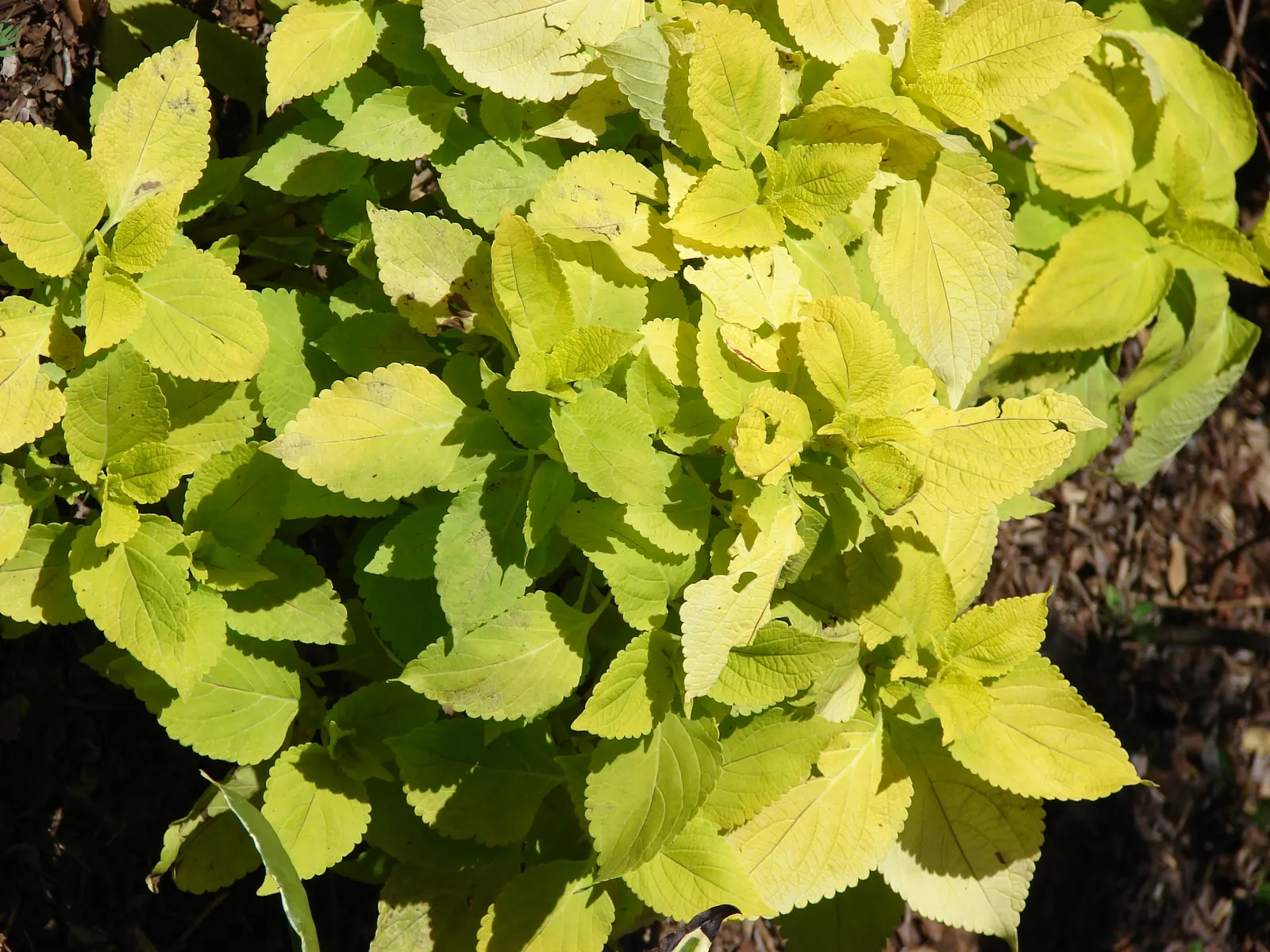 Coleus (Solenostemon Scutellarioides) — annual for half or shade; inform clients that periodic maintenance, image 135
