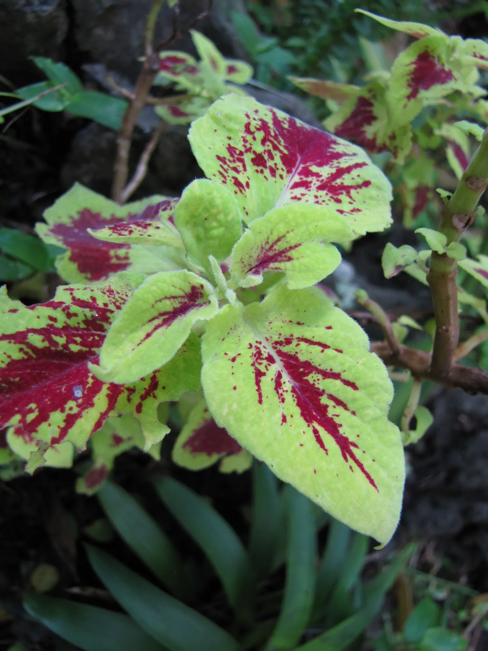 Coleus (Solenostemon Scutellarioides) — Coleus (Solenostemon scutellarioides) is renowned for its vibrant foliage featuring a kaleidoscope of, image 109