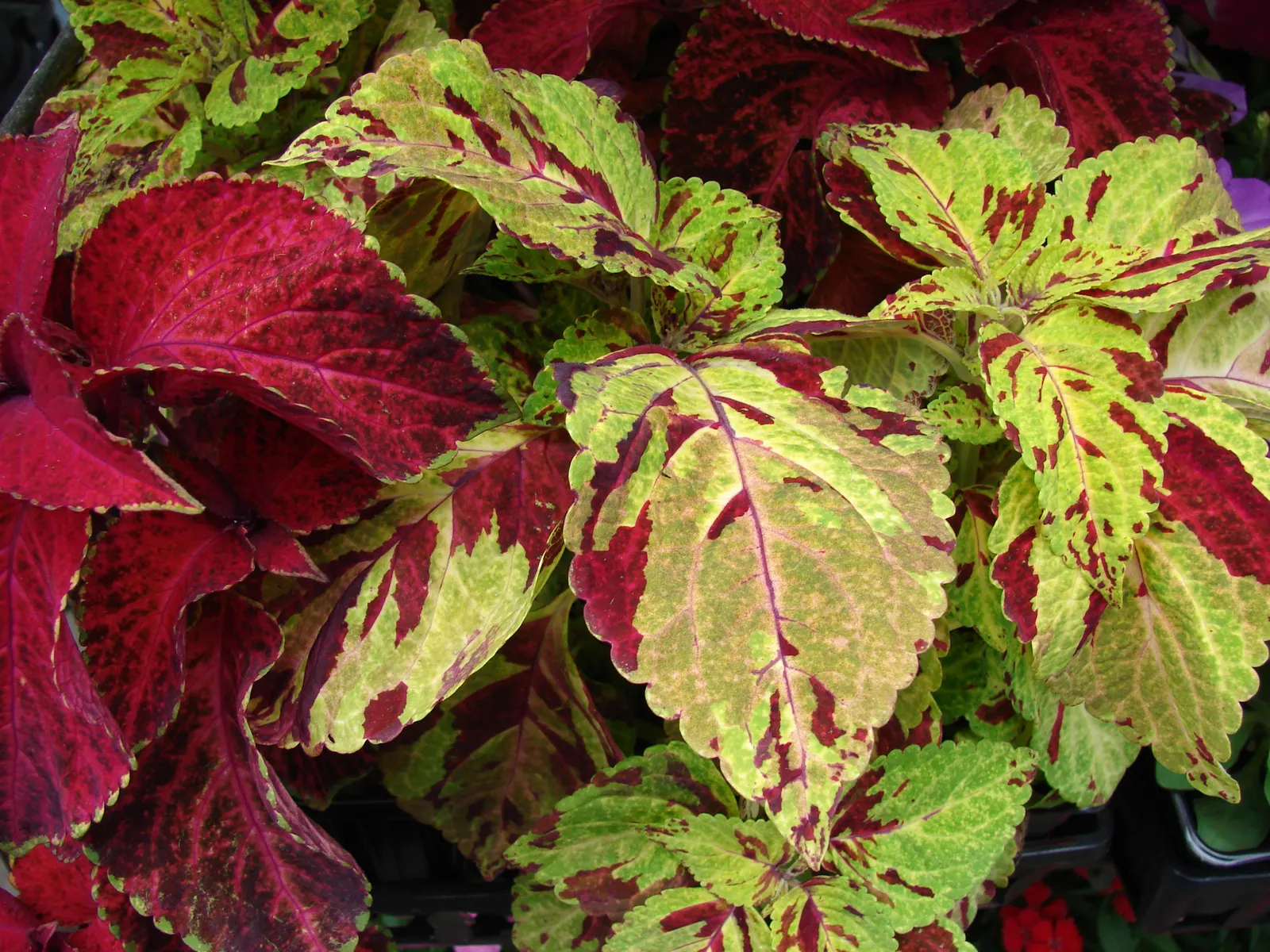 Coleus (Solenostemon Scutellarioides) — Best in rich, well-draining soil, Coleus adds instant visual interest to shade gardens and containers; such as