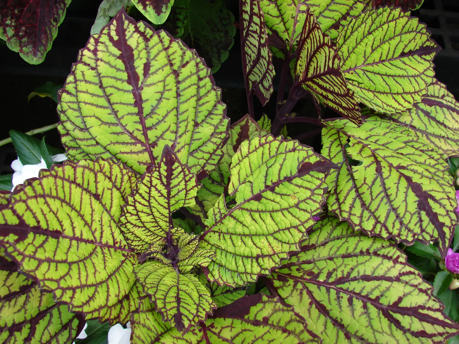 Coleus (Solenostemon Scutellarioides) — USDA Hardiness Zones 10-11
