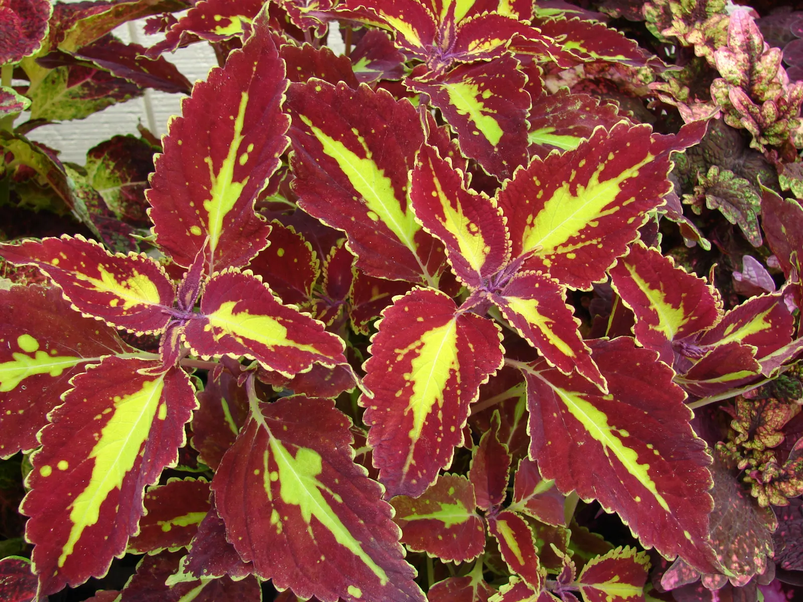 Coleus (Solenostemon Scutellarioides) — providing afternoon shade is beneficial to prevent leaf scorch.<br><br>For optimal growth