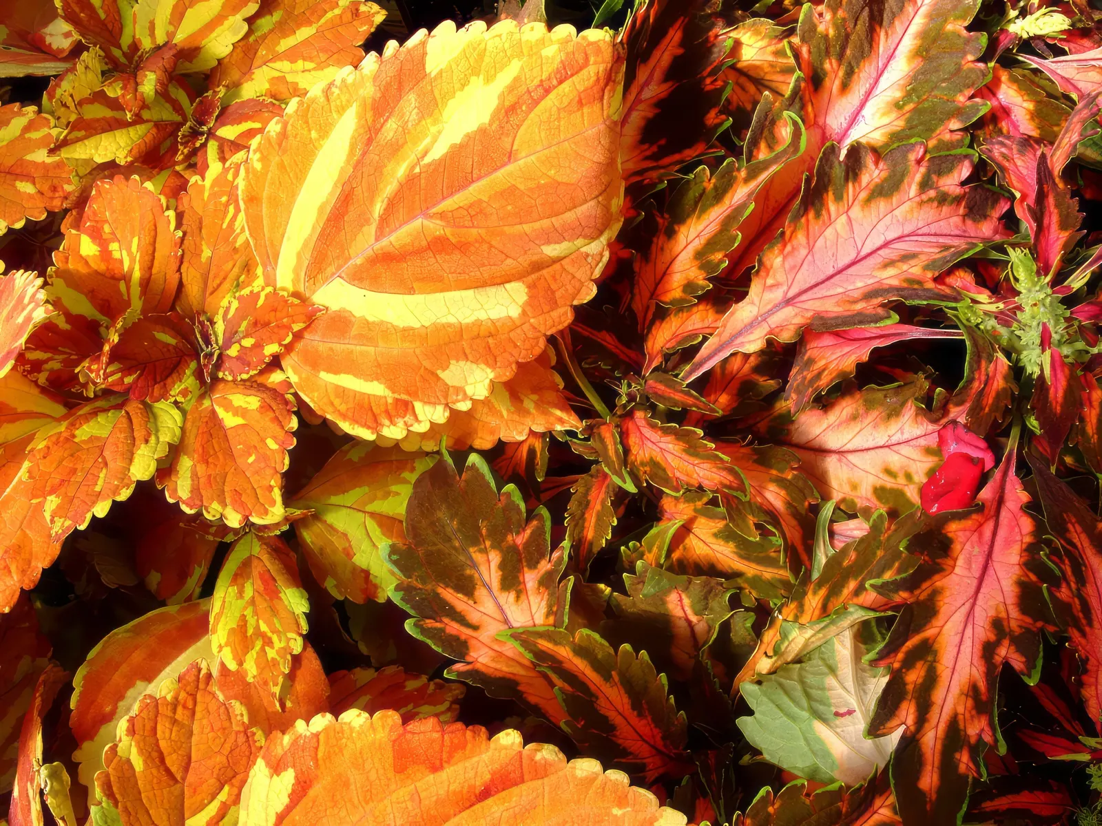 Coleus (Solenostemon Scutellarioides) — Pinch back flowers to maintain foliage vibrancy; its leaves burst with a kaleidoscope of colors, image 60