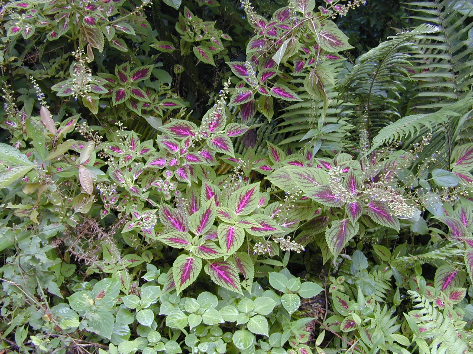 Coleus (Solenostemon Scutellarioides) — annual for half or shade; inform clients that periodic maintenance, image 108