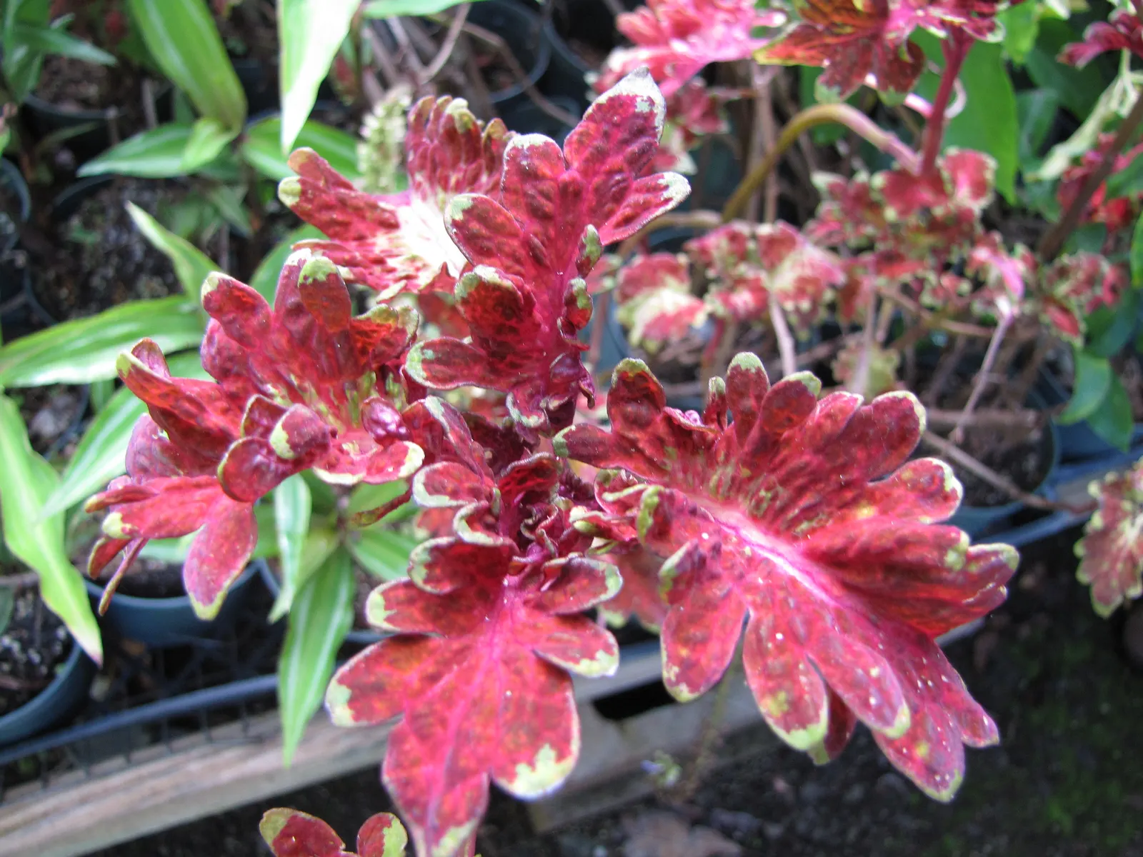 Coleus (Solenostemon Scutellarioides) — This easy-to-grow annual thrives in partial to full shade; thriving in USDA hardiness zones 10 to 11, it is, image 56