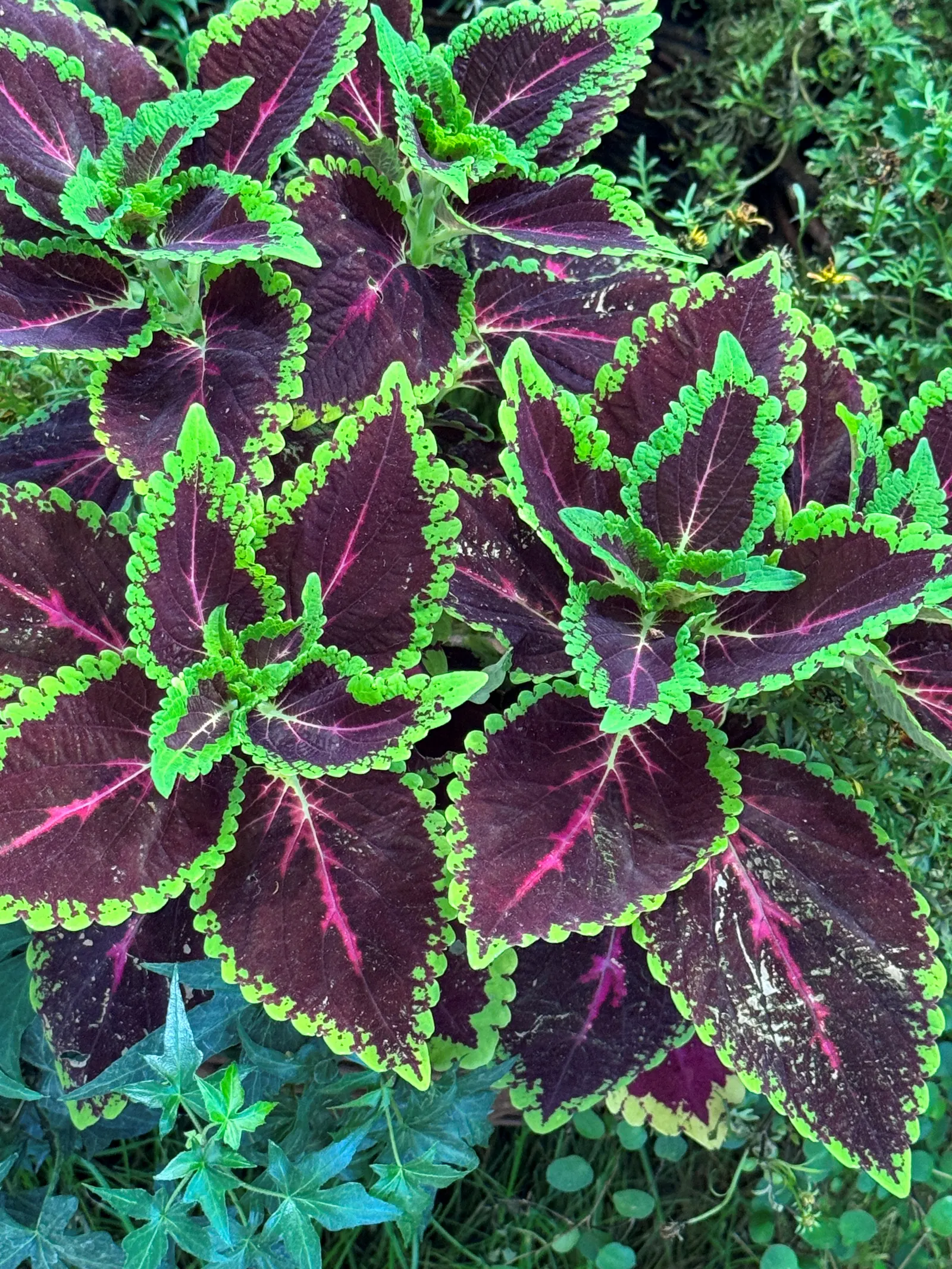 Coleus (Solenostemon Scutellarioides) — consider its function as a texture and color contrast amidst other plants; is a vibrant and versatile, image 129