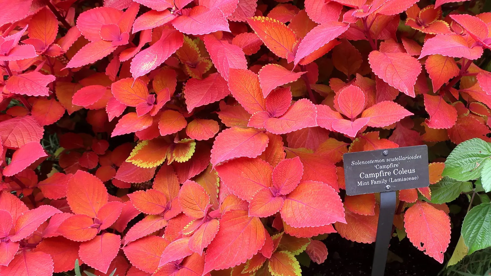 Coleus (Solenostemon Scutellarioides) — providing afternoon shade is beneficial to prevent leaf scorch.<br><br>For optimal growth; coleus, image 70