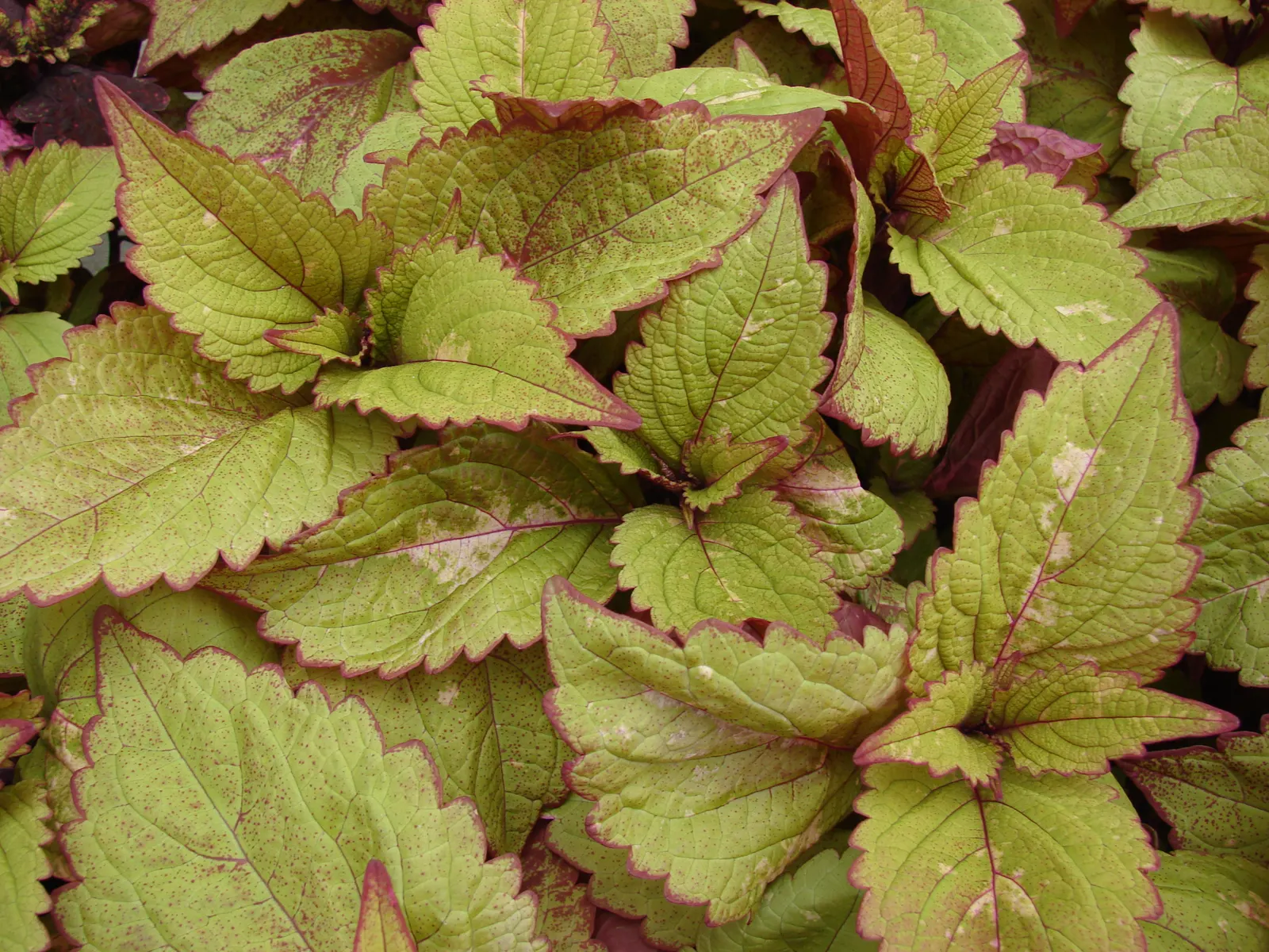 Coleus (Solenostemon Scutellarioides) — is necessary to keep the Coleus looking its best throughout the growing season; coleus requires, image 80