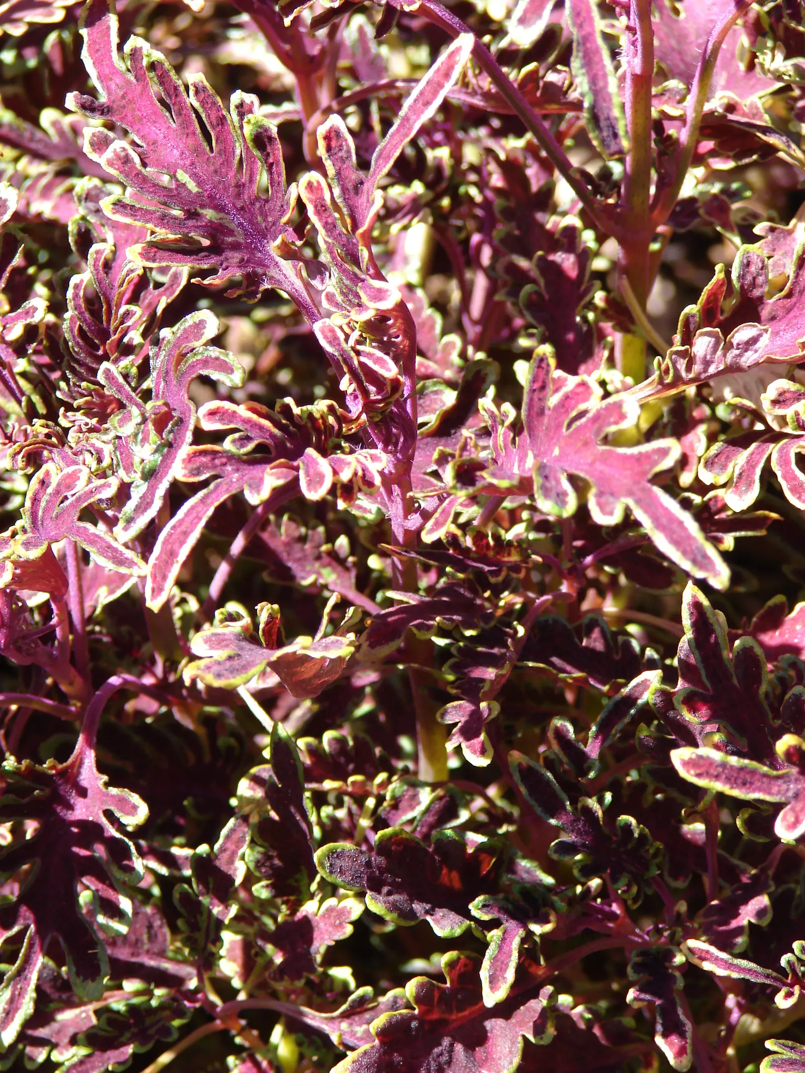 Coleus (Solenostemon Scutellarioides) — Pinch back flowers to maintain foliage vibrancy; its leaves burst with a kaleidoscope of colors, image 87