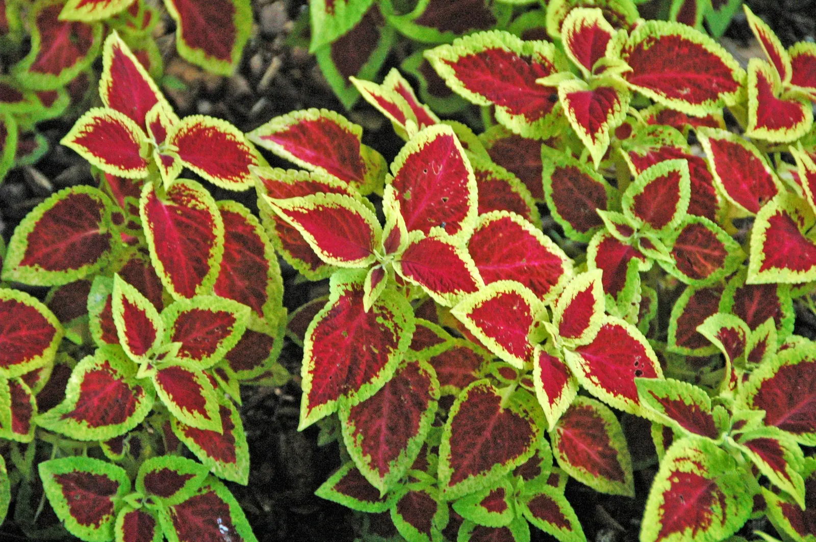 Coleus (Solenostemon Scutellarioides) — Pinch back flowers to maintain foliage vibrancy; its leaves burst with a kaleidoscope of colors, image 195