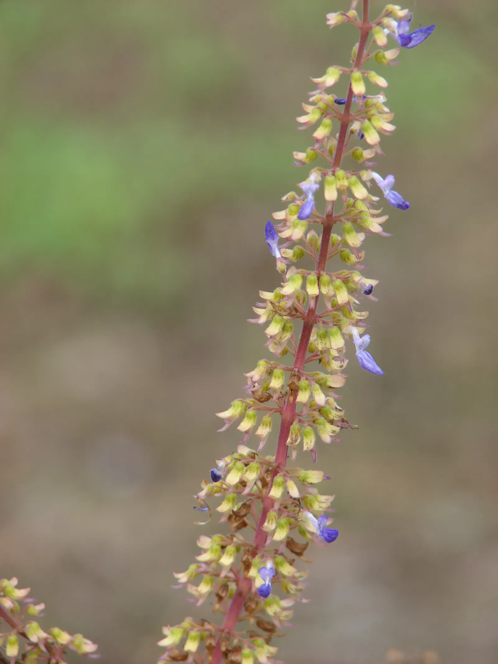 Coleus (Solenostemon Scutellarioides) — Inform clients that periodic maintenance; reaching a height of 1-3 feet and spreading up to 1 foot, image 132