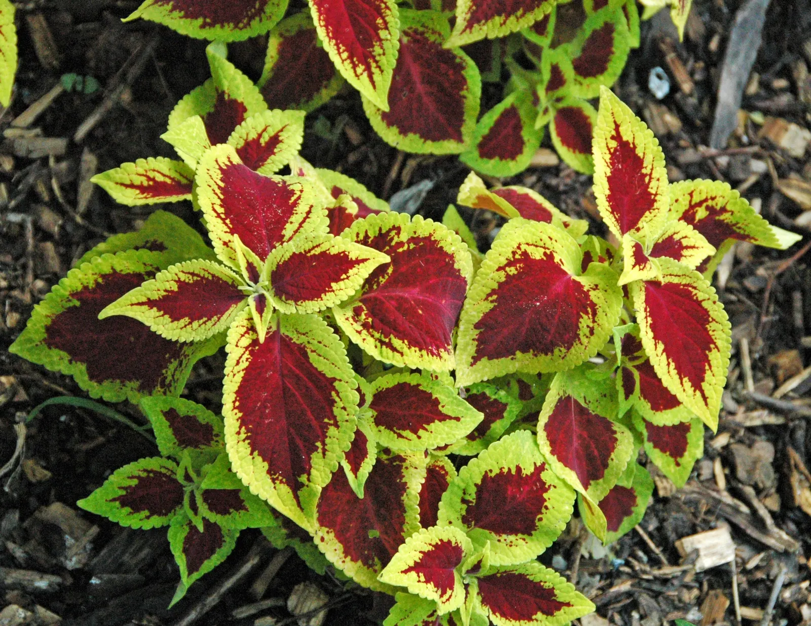 Coleus (Solenostemon Scutellarioides) — water-soluble fertilizer will promote vigorous growth and intense coloration of leaves; this easy-to-grow, image 182