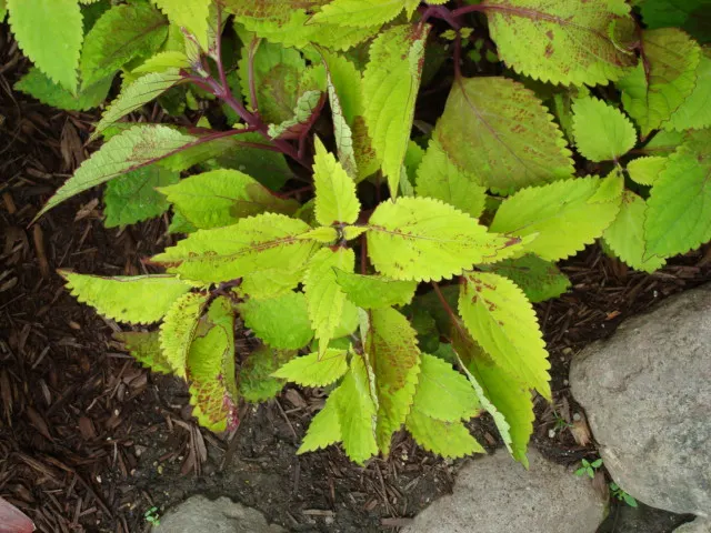 Coleus (Solenostemon Scutellarioides) — Pinch back flowers to maintain foliage vibrancy; its leaves burst with a kaleidoscope of colors, image 114