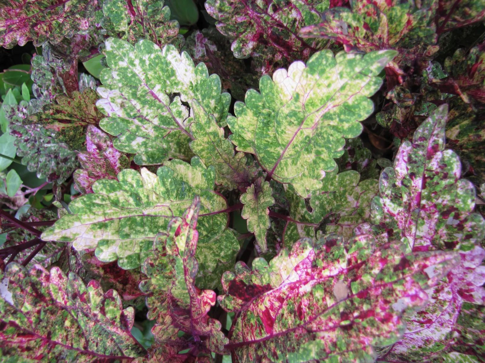 Coleus (Solenostemon Scutellarioides) — is necessary to keep the Coleus looking its best throughout the growing season; coleus requires, image 161