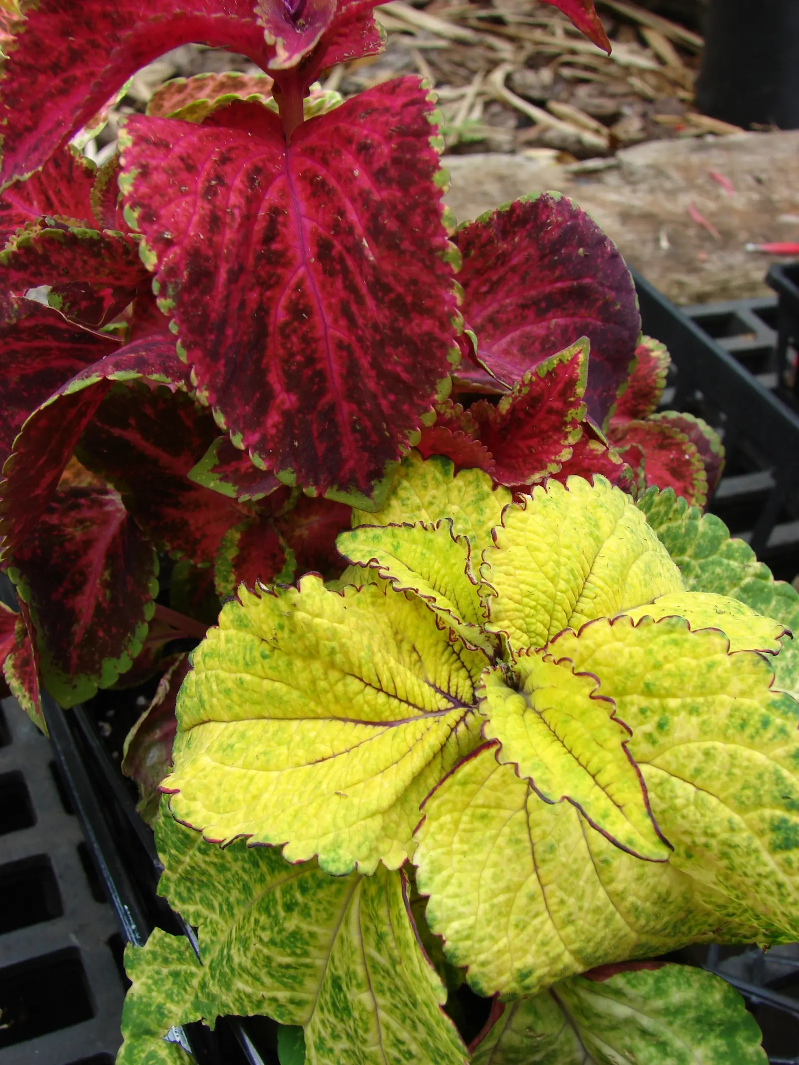 Coleus (Solenostemon Scutellarioides) — water-soluble fertilizer will promote vigorous growth and intense coloration of leaves; this easy-to-grow, image 155