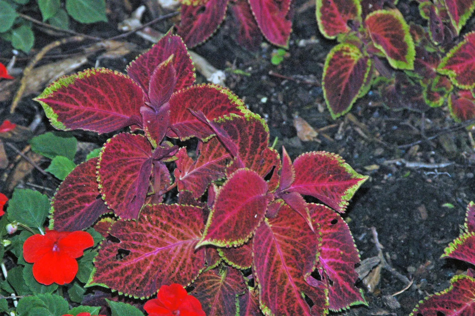 Coleus (Solenostemon Scutellarioides) — Pinch back flowers to maintain foliage vibrancy