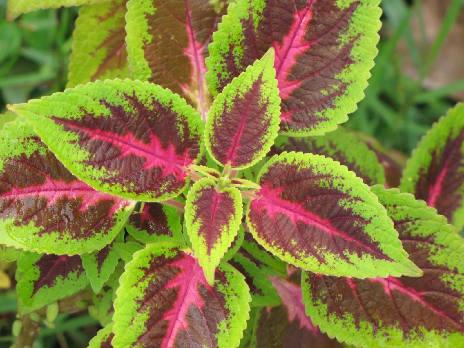Coleus (Solenostemon Scutellarioides) — such as deadheading and pruning; notable for its eye-catching foliage, image 133