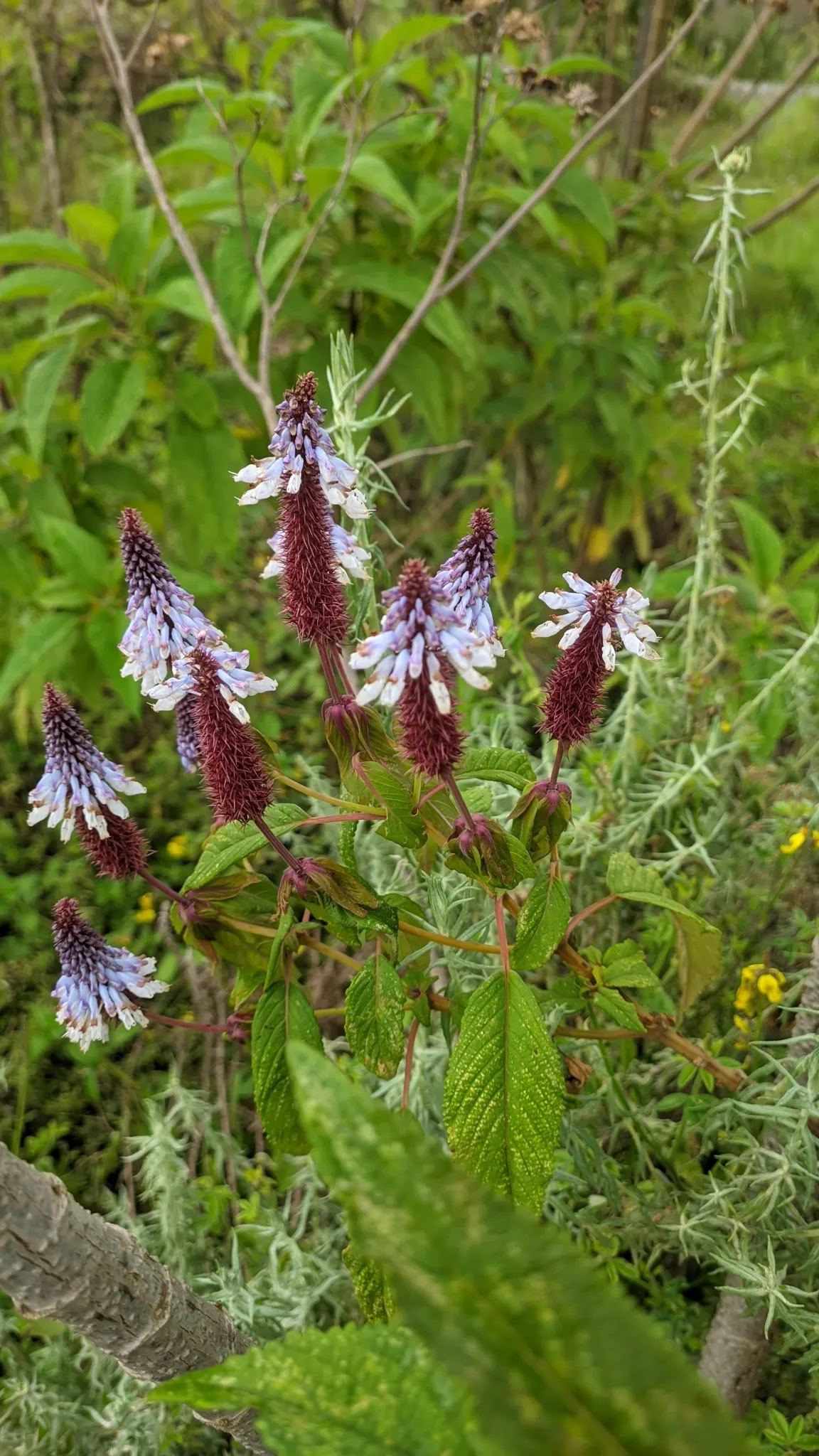 Coleus (Solenostemon Scutellarioides) — annual for half or shade; inform clients that periodic maintenance, image 81