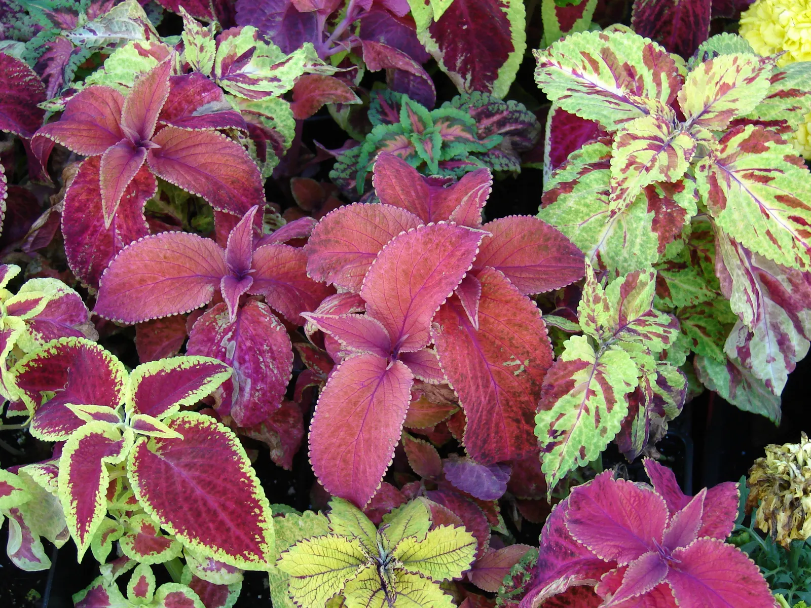 Coleus (Solenostemon Scutellarioides) — Keep soil consistently moist for optimal growth, image 167