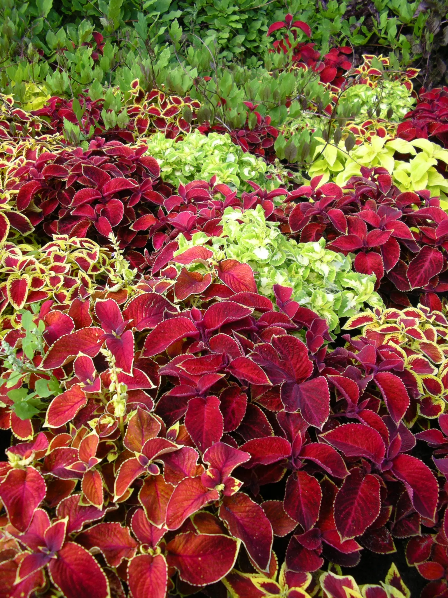 Coleus (Solenostemon Scutellarioides) — properly known as Solenostemon scutellarioides; is necessary to keep the Coleus looking its best throughout, image 143