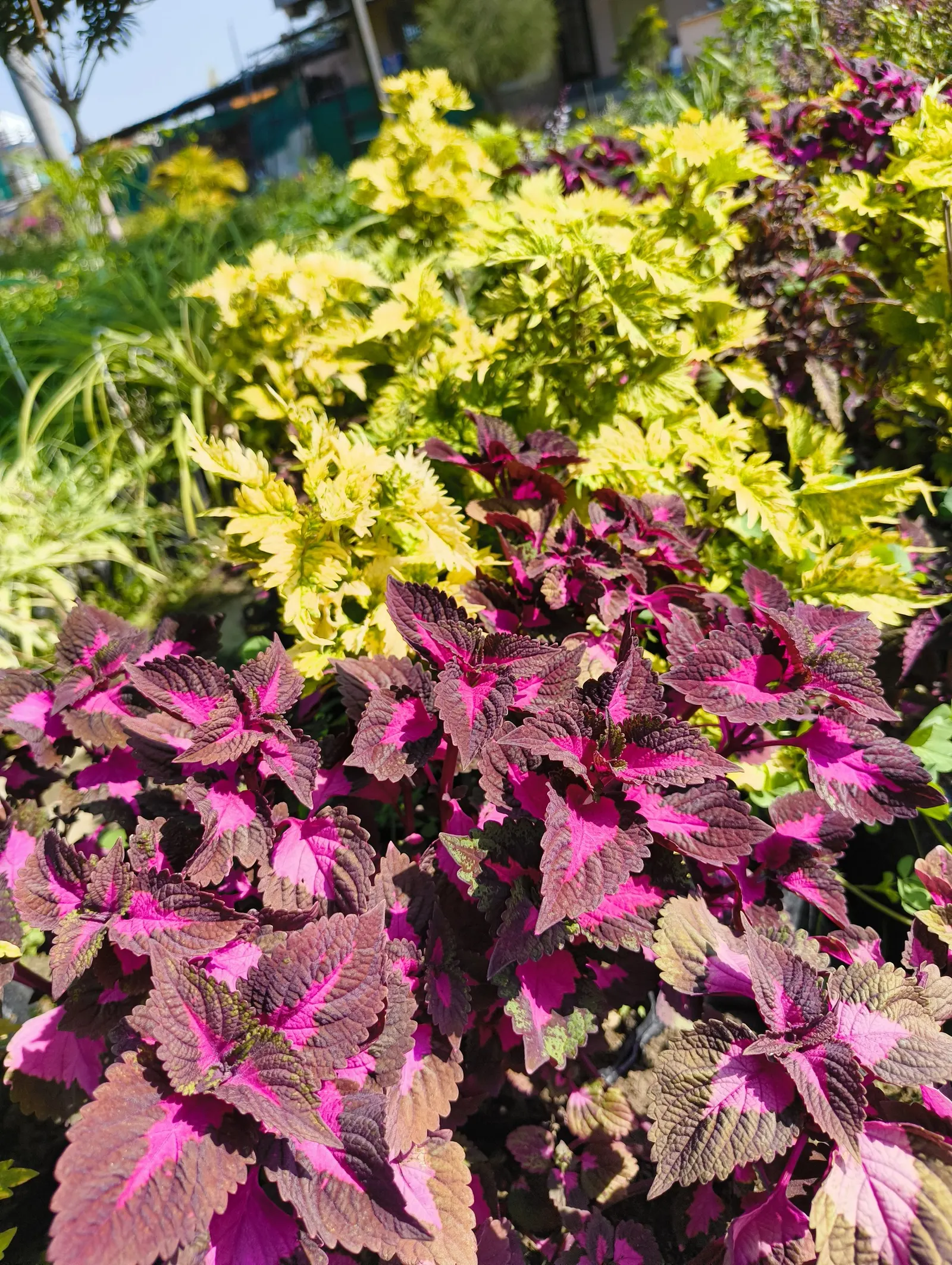Coleus (Solenostemon Scutellarioides) — is a vibrant and versatile herbaceous perennial; pinch back flowers to maintain foliage vibrancy, image 90