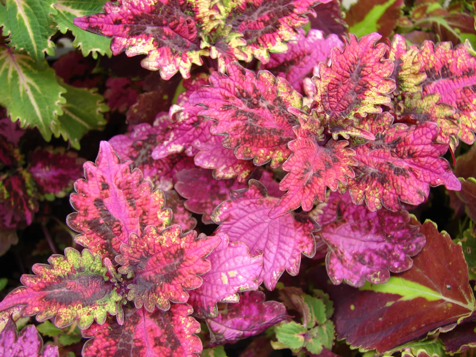 Coleus (Solenostemon Scutellarioides) — USDA Hardiness Zones 10-11; regular feeding with a balanced, image 88