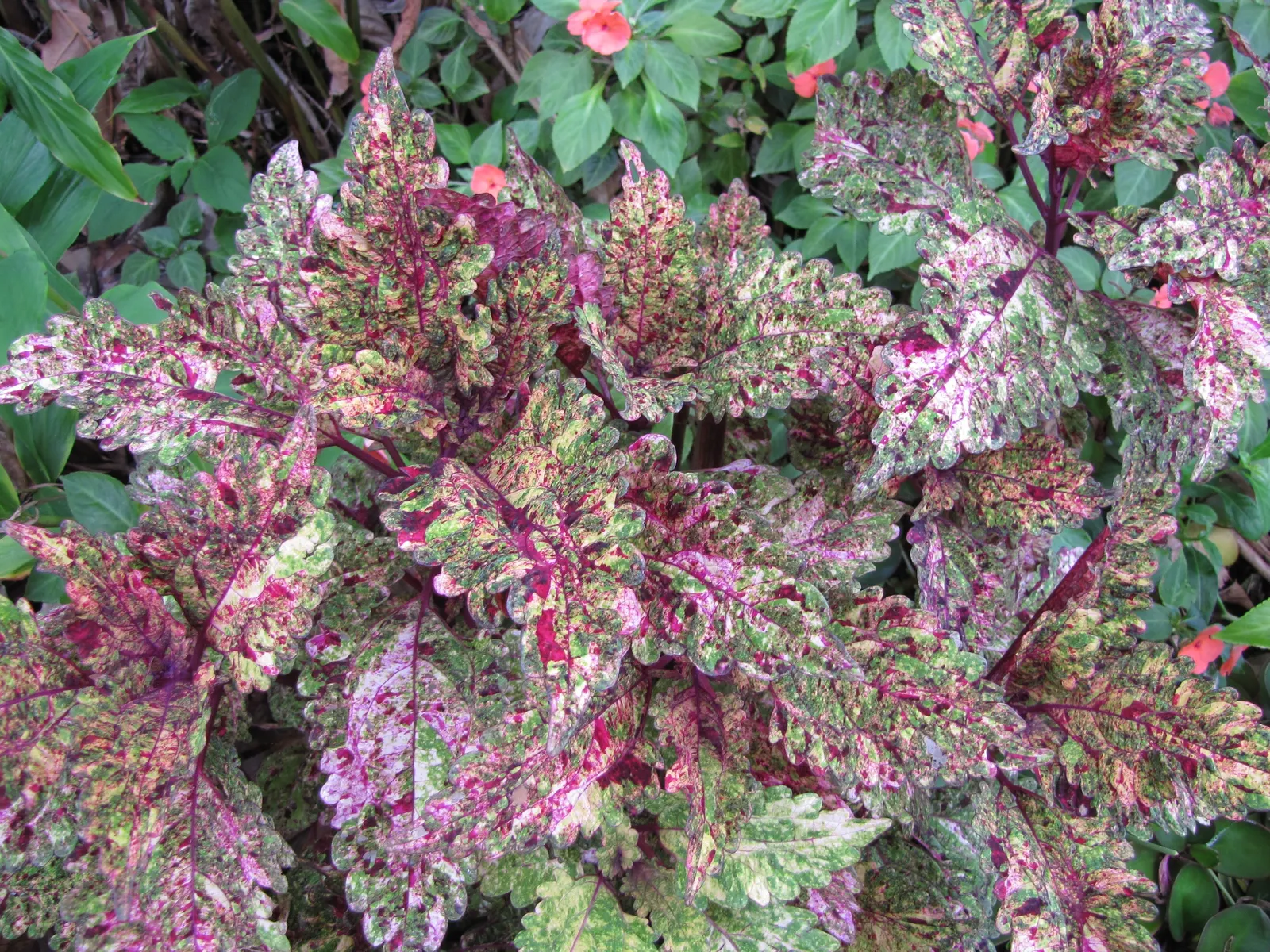 Coleus (Solenostemon Scutellarioides) — from deep burgundy and bright scarlet to chartreuse and electric lime green; uSDA Hardiness Zones 10-11, image 175