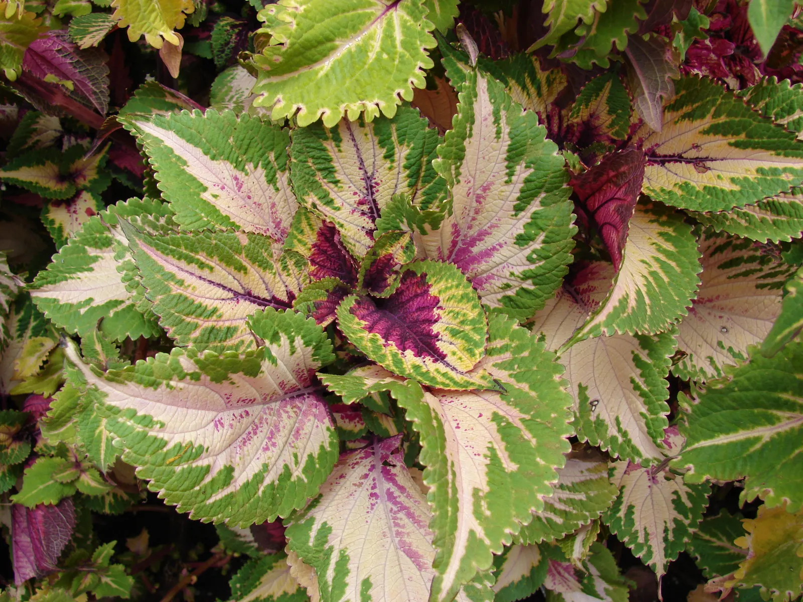 Coleus (Solenostemon Scutellarioides) — annual for half or shade; inform clients that periodic maintenance, image 189