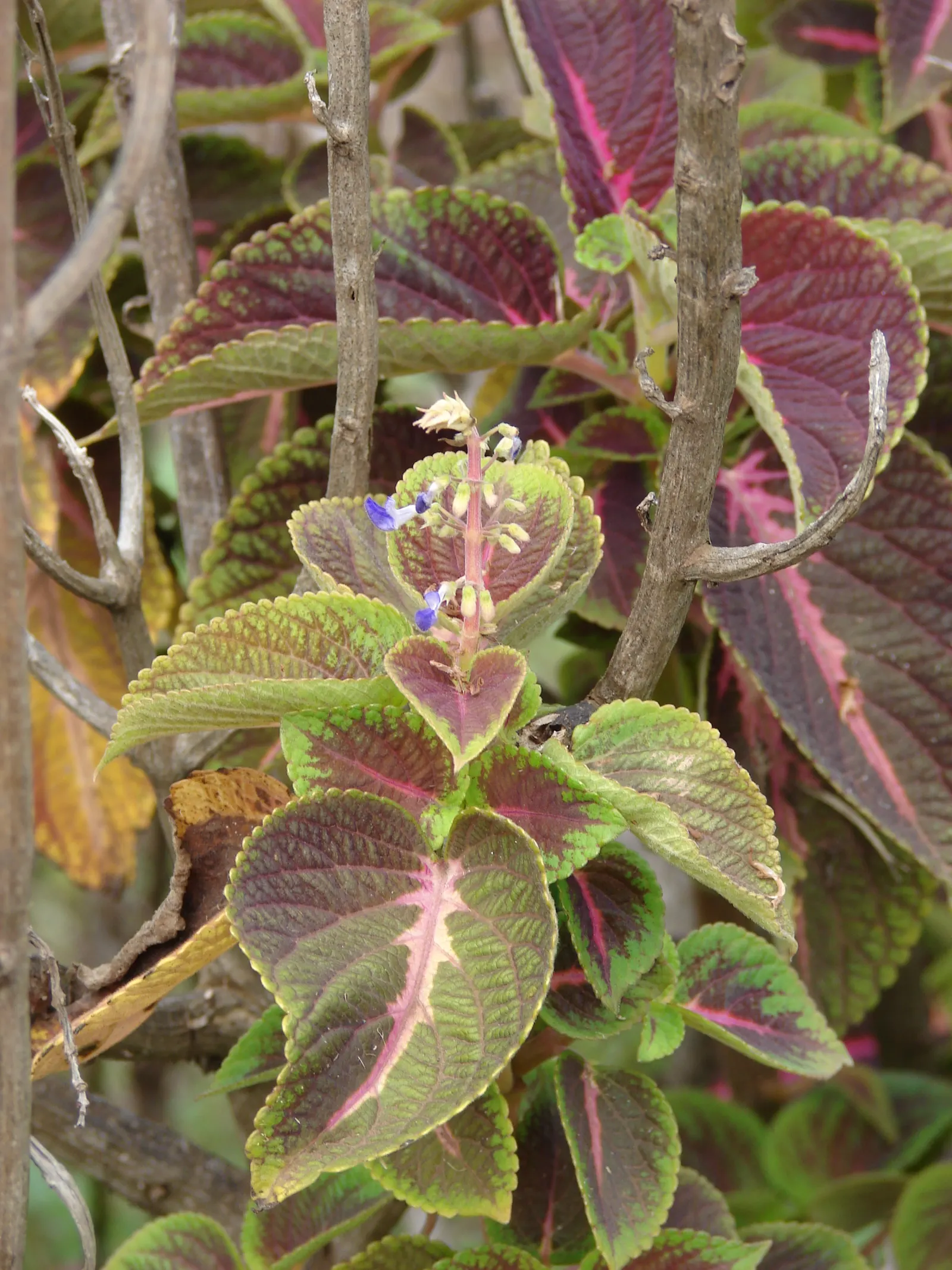 Coleus (Solenostemon Scutellarioides) — Inform clients that periodic maintenance; reaching a height of 1-3 feet and spreading up to 1 foot, image 159