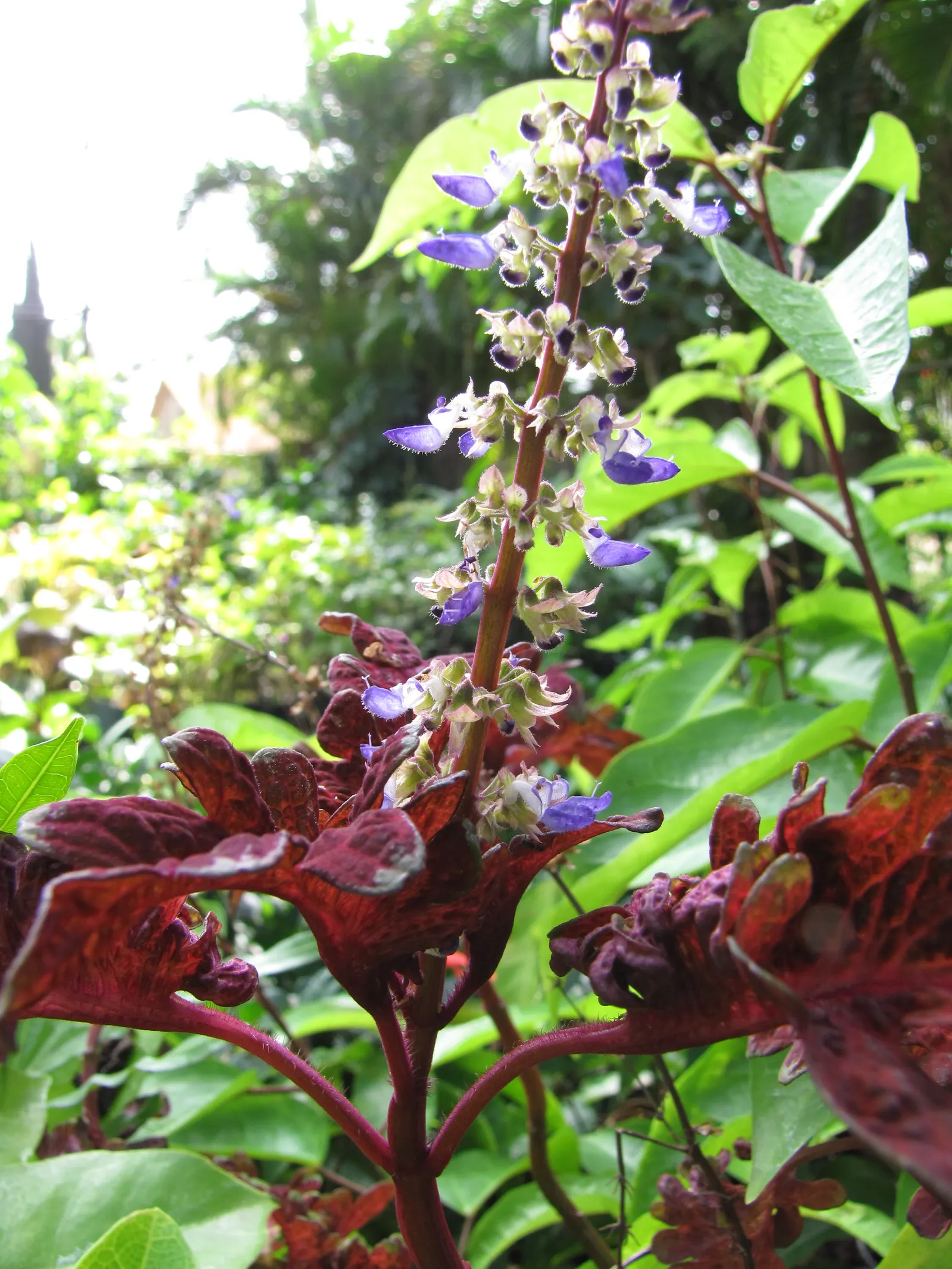 Coleus (Solenostemon Scutellarioides) — Coleus fits well in both container plantings and mixed borders, image 176