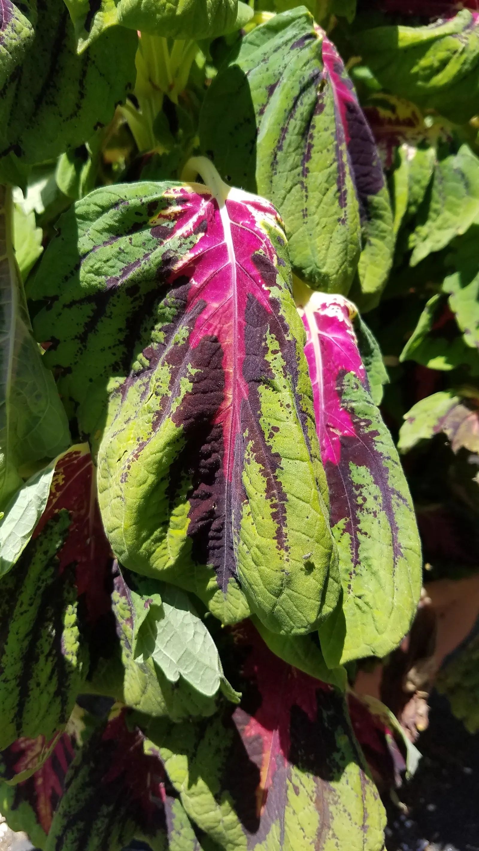 Coleus (Solenostemon Scutellarioides) — such as deadheading and pruning