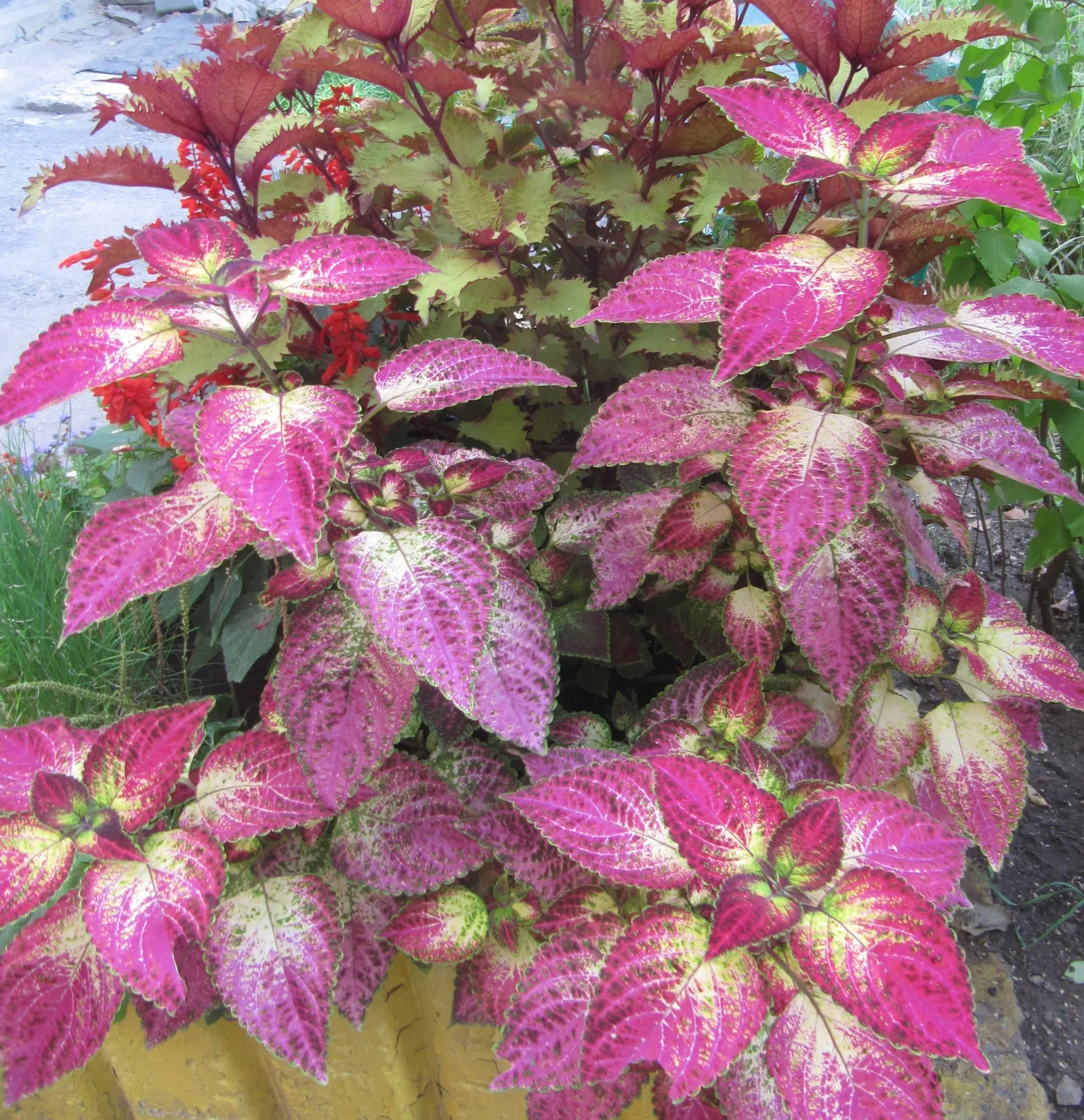 Coleus (Solenostemon Scutellarioides) — Thriving in USDA hardiness zones 10 to 11, it is typically grown as an annual in temperate climates, image 146