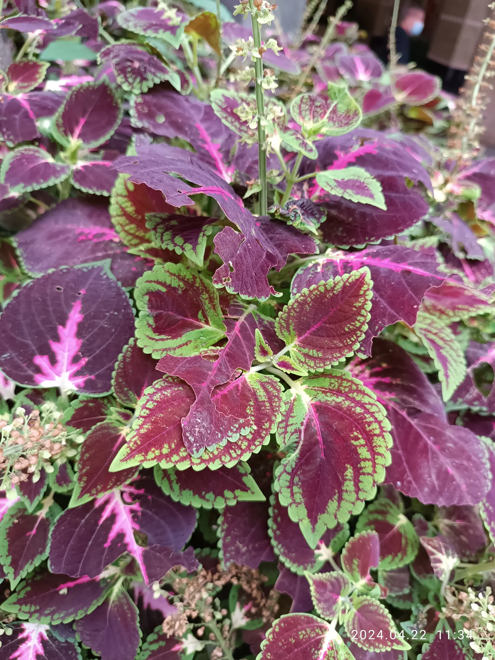 Coleus (Solenostemon Scutellarioides) — is necessary to keep the Coleus looking its best throughout the growing season; coleus requires well-draining soil rich