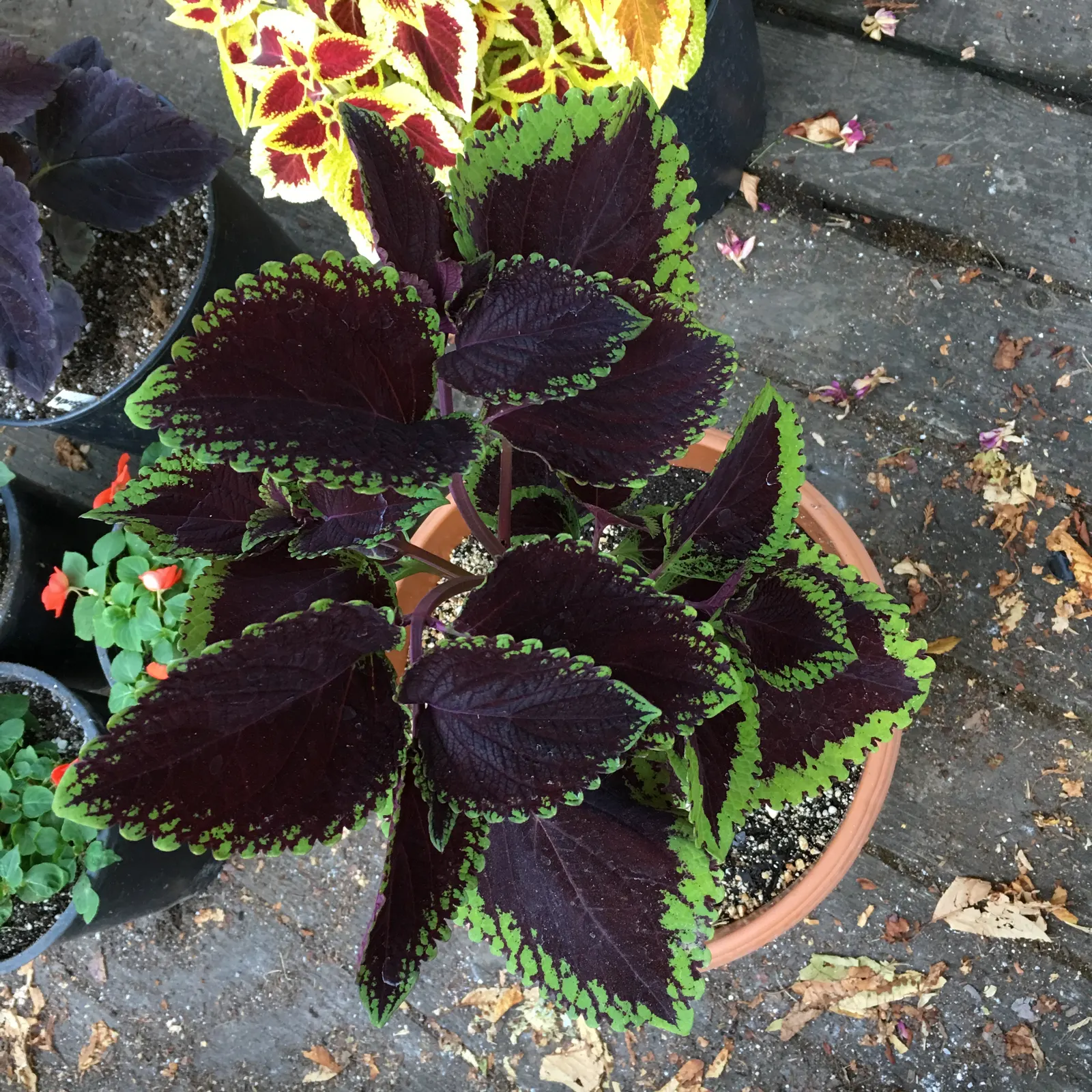 Coleus (Solenostemon Scutellarioides) — In regions with intense heat; consider its function as a texture and color contrast amidst other plants, image 96