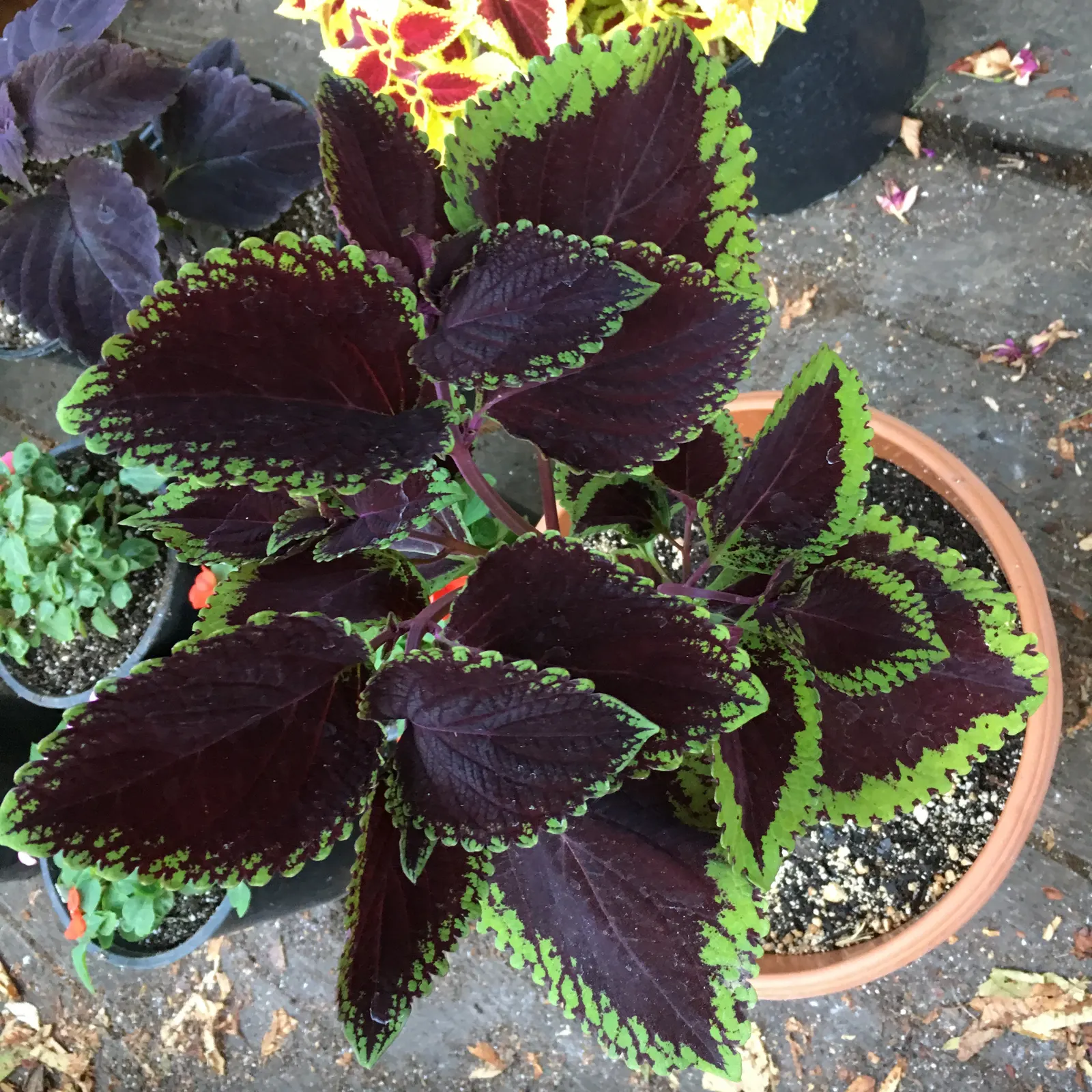 Coleus (Solenostemon Scutellarioides) — It should be kept evenly moist but not waterlogged; in regions with intense heat, image 99