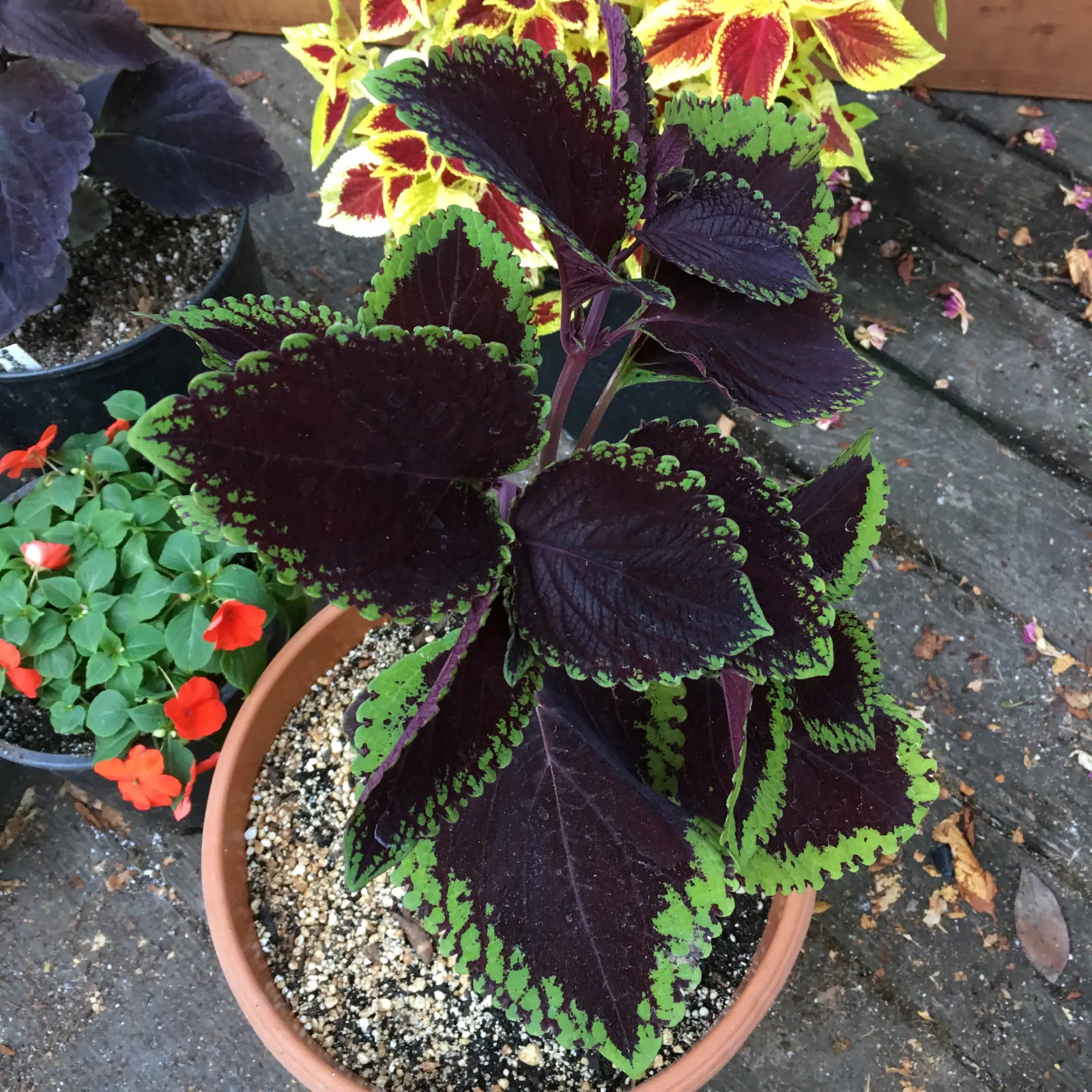 Coleus (Solenostemon Scutellarioides) — water-soluble fertilizer will promote vigorous growth and intense coloration of leaves; this easy-to-grow, image 101