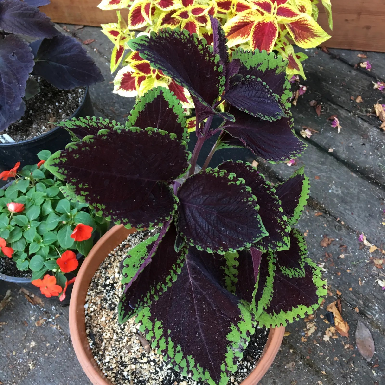 Coleus (Solenostemon Scutellarioides) — adding depth and interest to any garden composition, image 77