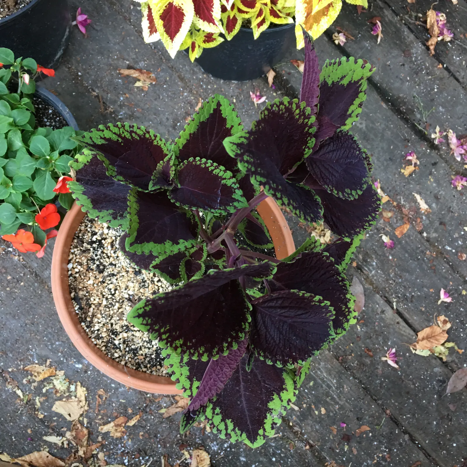 Coleus (Solenostemon Scutellarioides) — notable for its eye-catching foliage; from deep burgundy and bright scarlet to chartreuse and electric lime, image 172