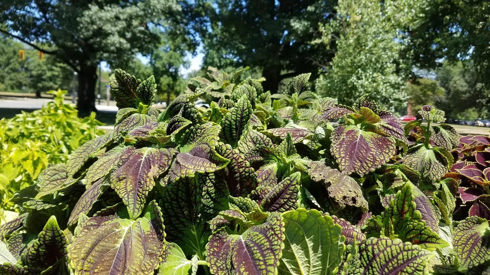 Coleus (Solenostemon Scutellarioides) — USDA Hardiness Zones 10-11; regular feeding with a balanced