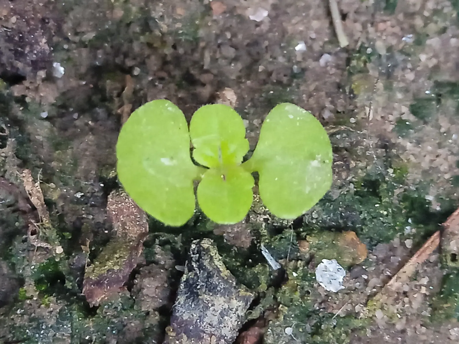 Coleus (Solenostemon Scutellarioides) — Thriving in USDA hardiness zones 10 to 11, it is typically grown as an annual in temperate climates, image 92