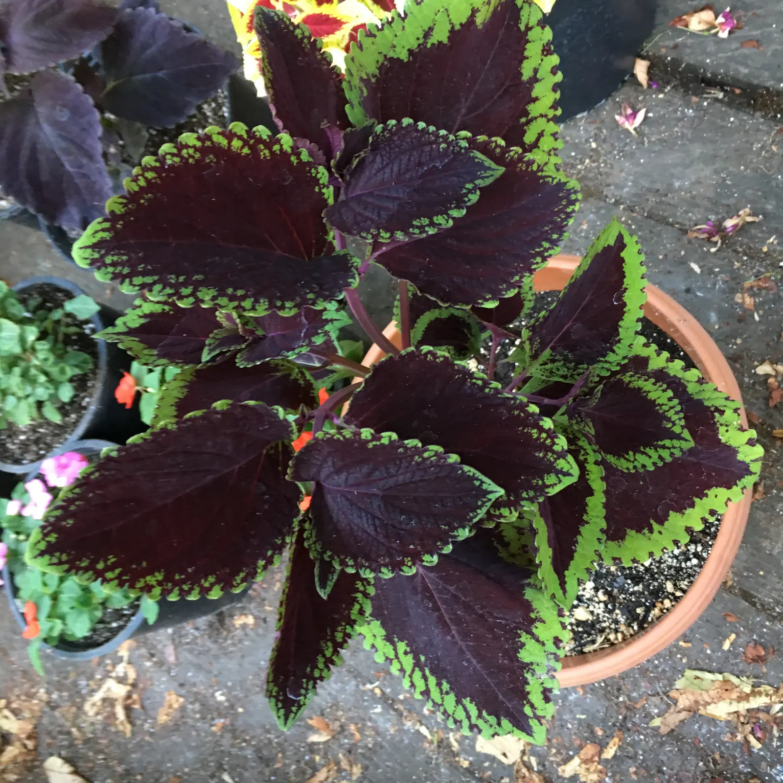 Coleus (Solenostemon Scutellarioides) — providing afternoon shade is beneficial to prevent leaf scorch.<br><br>For optimal growth; coleus, image 178