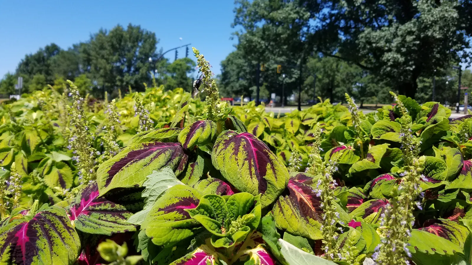 Coleus (Solenostemon Scutellarioides) — consider its function as a texture and color contrast amidst other plants; is a vibrant and versatile, image 183