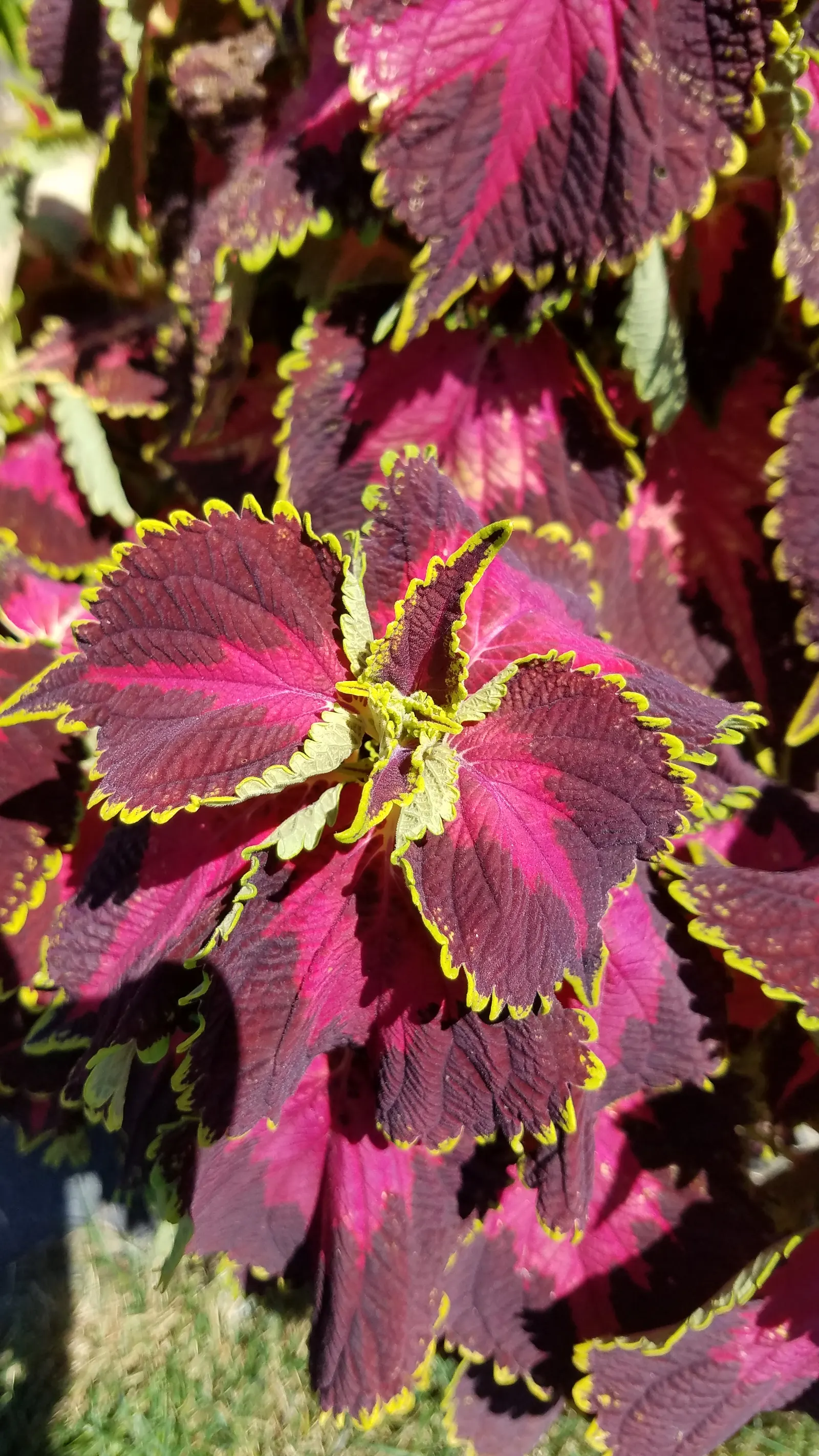 Coleus (Solenostemon Scutellarioides) — reaching a height of 1-3 feet and spreading up to 1 foot; it should be kept evenly moist but not waterlogged, image 111