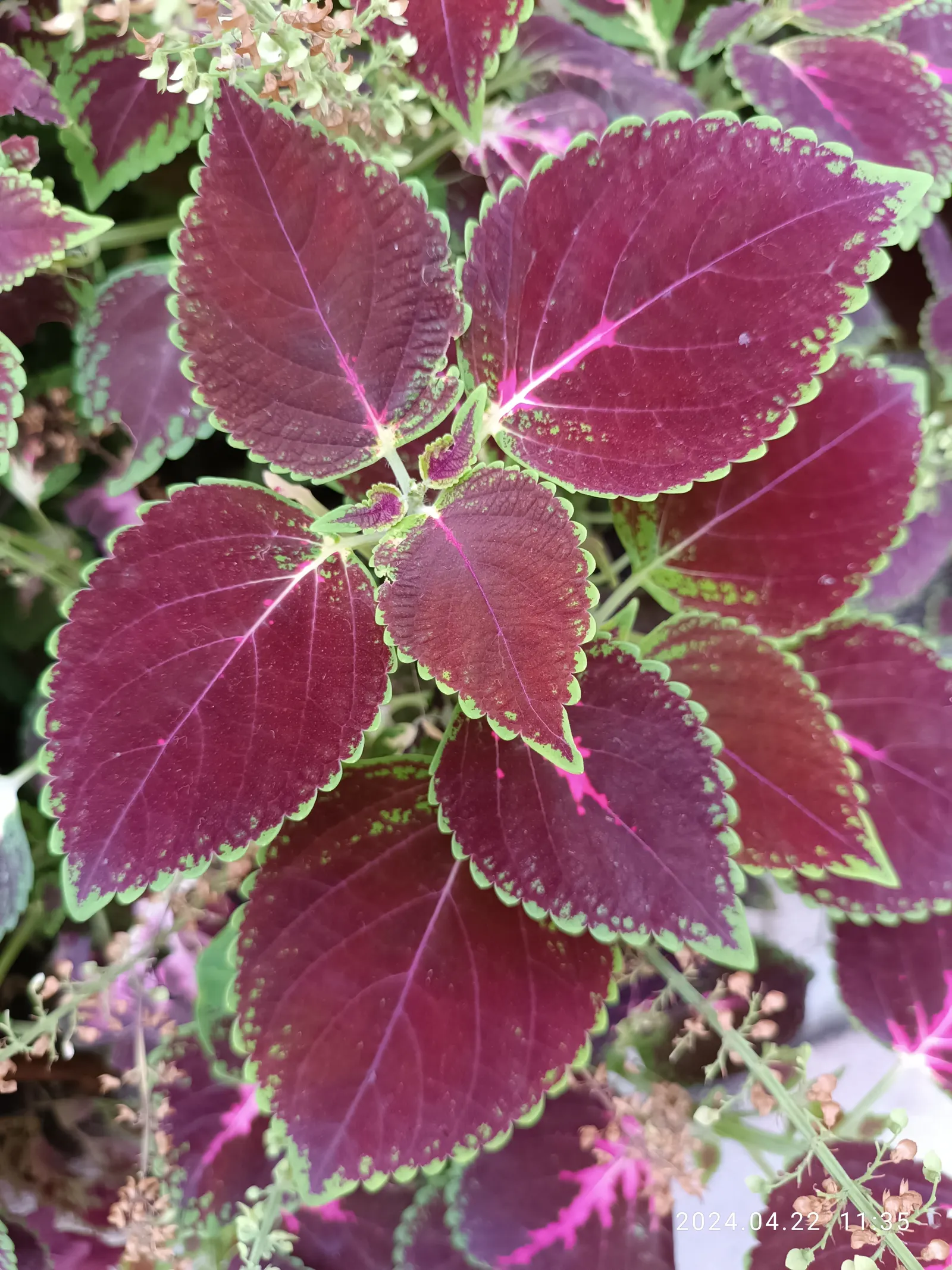 Coleus (Solenostemon Scutellarioides) — In regions with intense heat; consider its function as a texture and color contrast amidst other plants, image 123