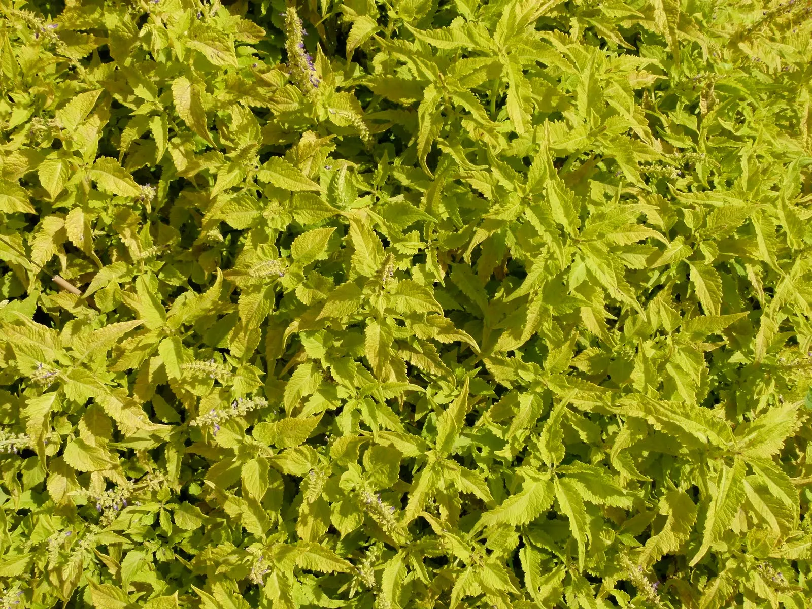 Coleus (Solenostemon Scutellarioides) — Coleus (Solenostemon scutellarioides) is renowned for its vibrant foliage featuring a kaleidoscope of, image 163