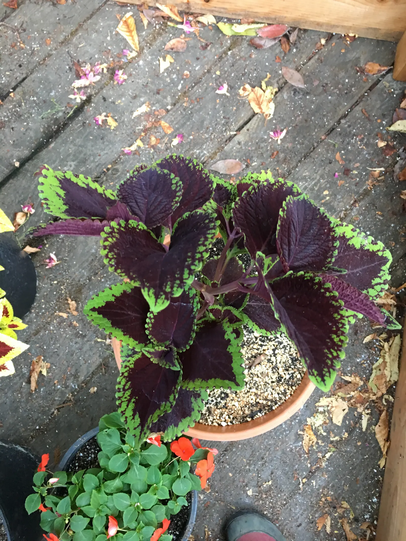 Coleus (Solenostemon Scutellarioides) — consider its function as a texture and color contrast amidst other plants; is a vibrant and versatile, image 102