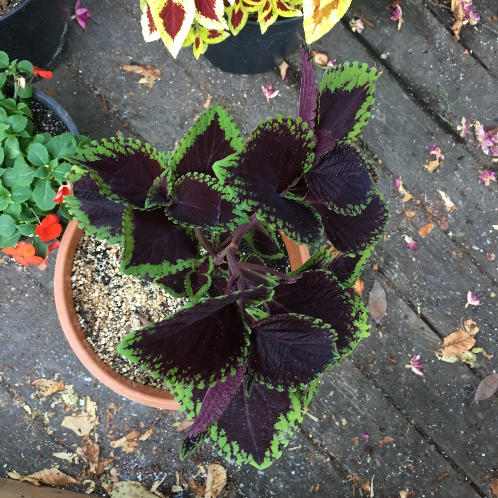 Coleus (Solenostemon Scutellarioides) — This easy-to-grow annual thrives in partial to full shade