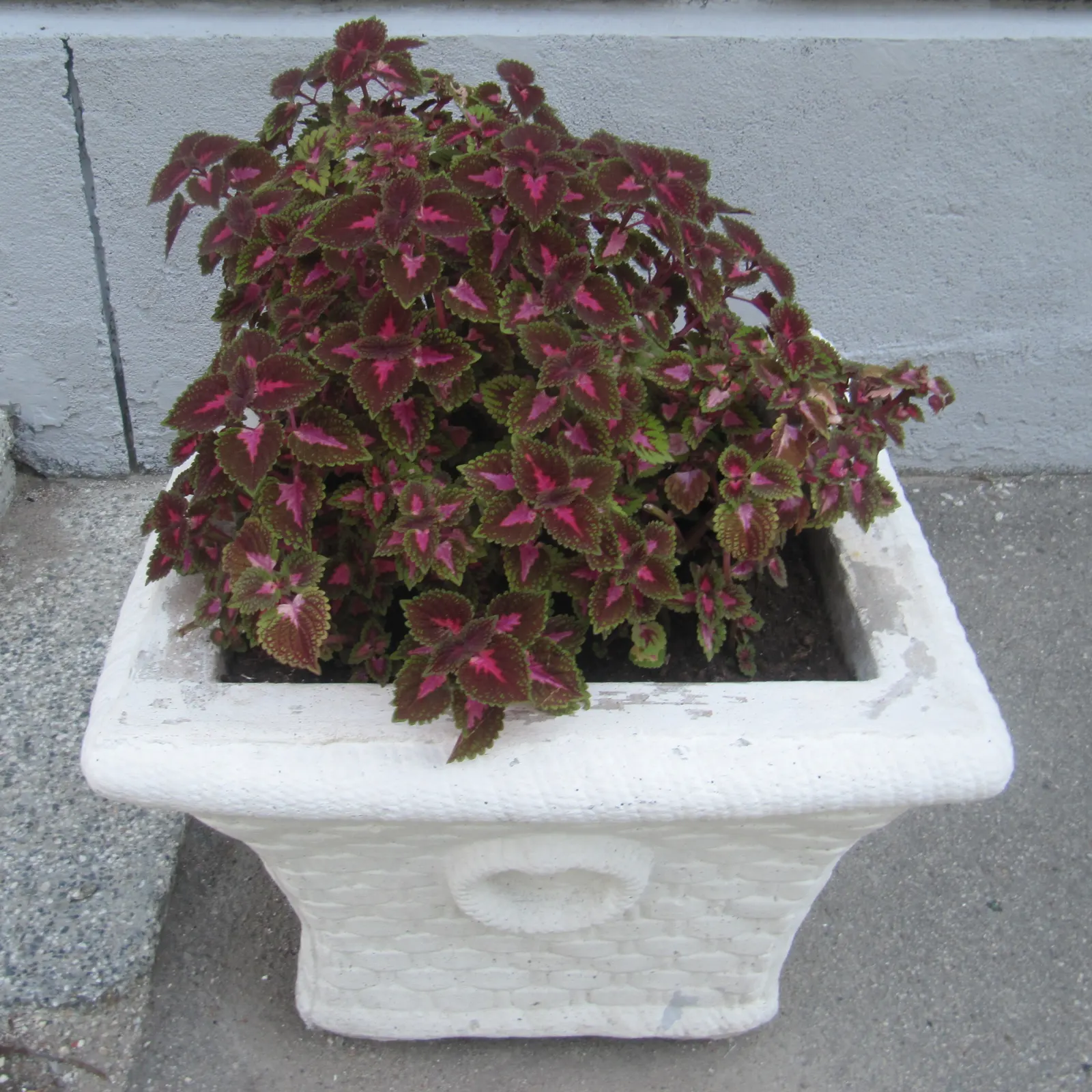 Coleus (Solenostemon Scutellarioides) — Keep soil consistently moist for optimal growth, image 113