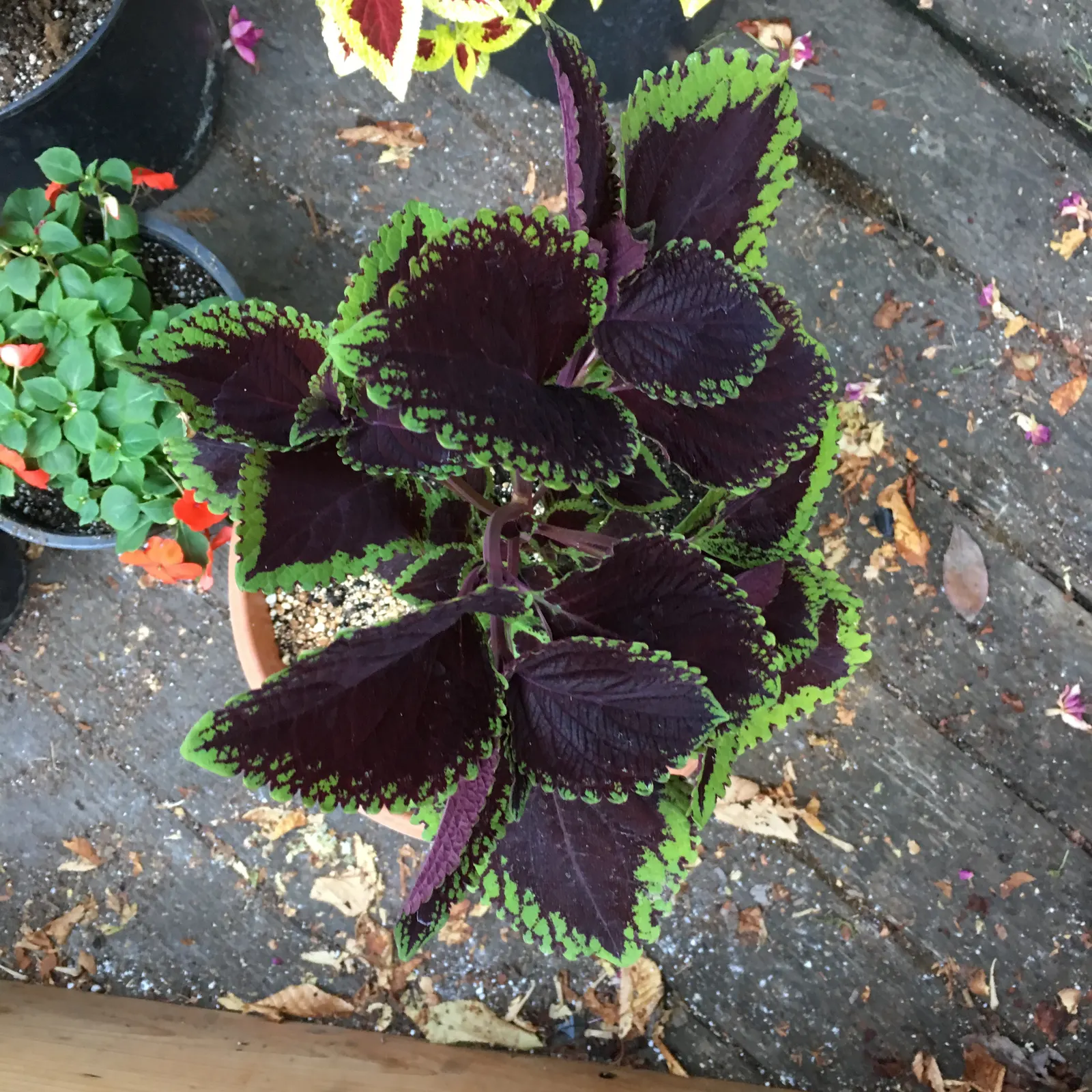 Coleus (Solenostemon Scutellarioides) — notable for its eye-catching foliage; from deep burgundy and bright scarlet to chartreuse and electric lime, image 145