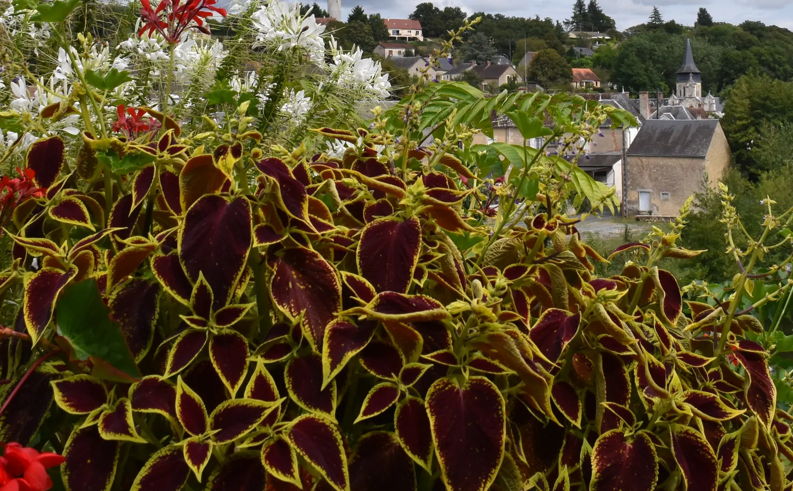 Coleus (Solenostemon Scutellarioides) — properly known as Solenostemon scutellarioides; is necessary to keep the Coleus looking its best throughout, image 197