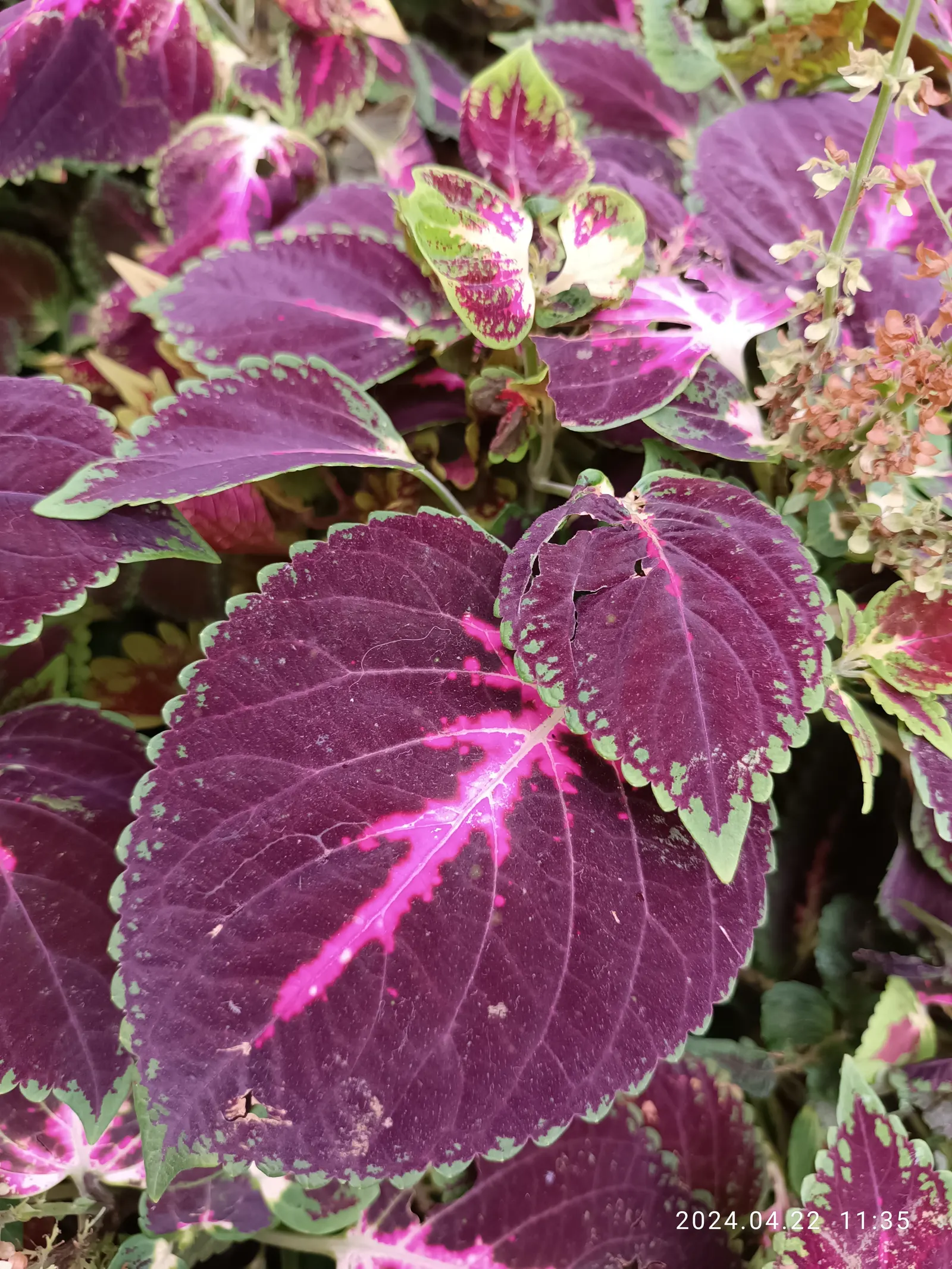Coleus (Solenostemon Scutellarioides) — consider its function as a texture and color contrast amidst other plants